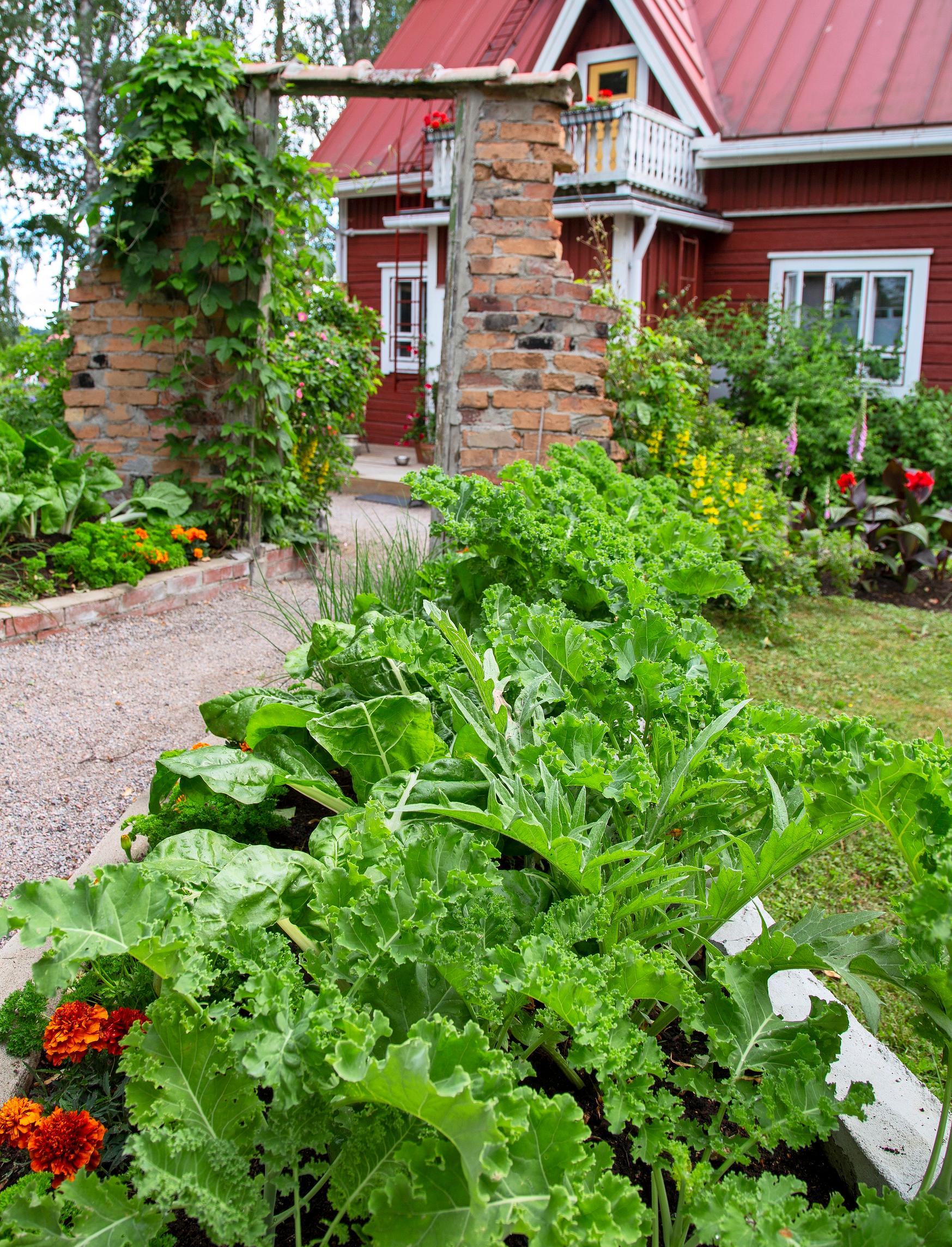 Lehtikaalia ja mangoldia viljelylavassa