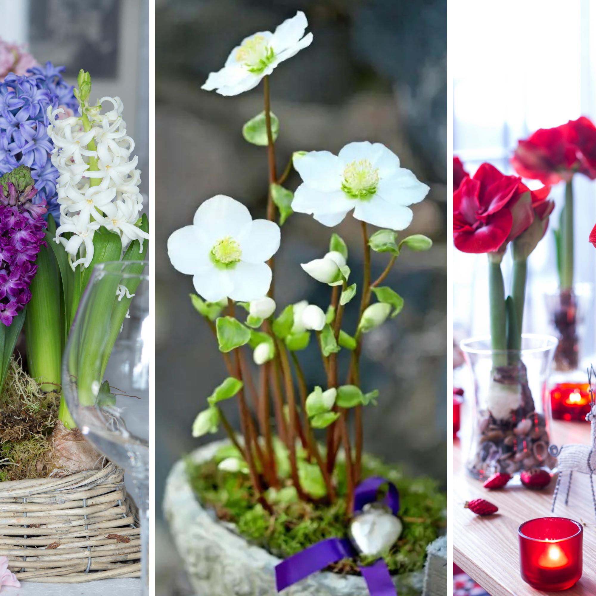 Kaunein joulukukka -äänestys oli kolmen tutun kaunottaren kisa – voittaja päihitti seuraajansa kuitenkin selvin luvuin!