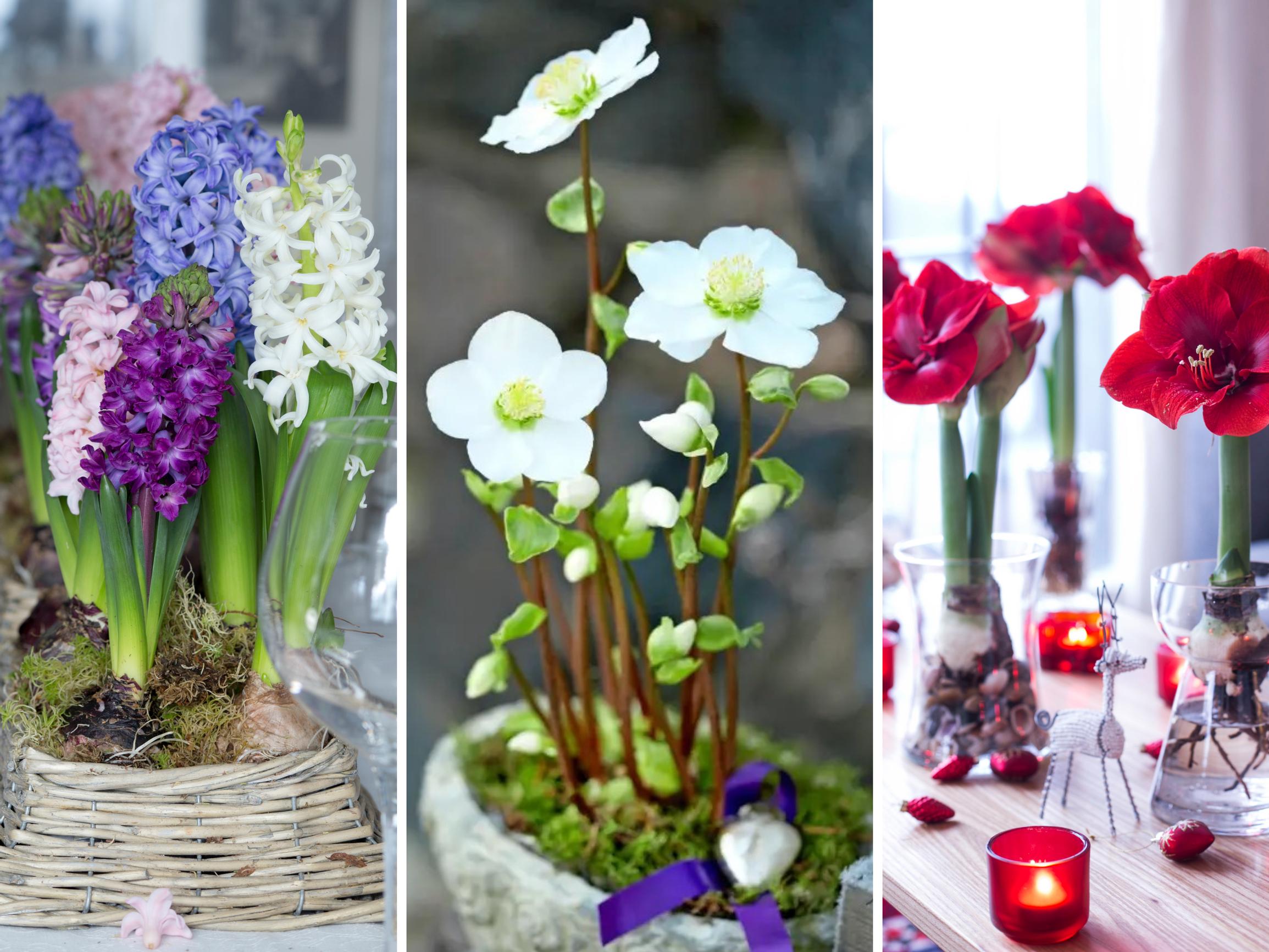 Kaunein joulukukka -äänestys oli kolmen tutun kaunottaren kisa – voittaja päihitti seuraajansa kuitenkin selvin luvuin!