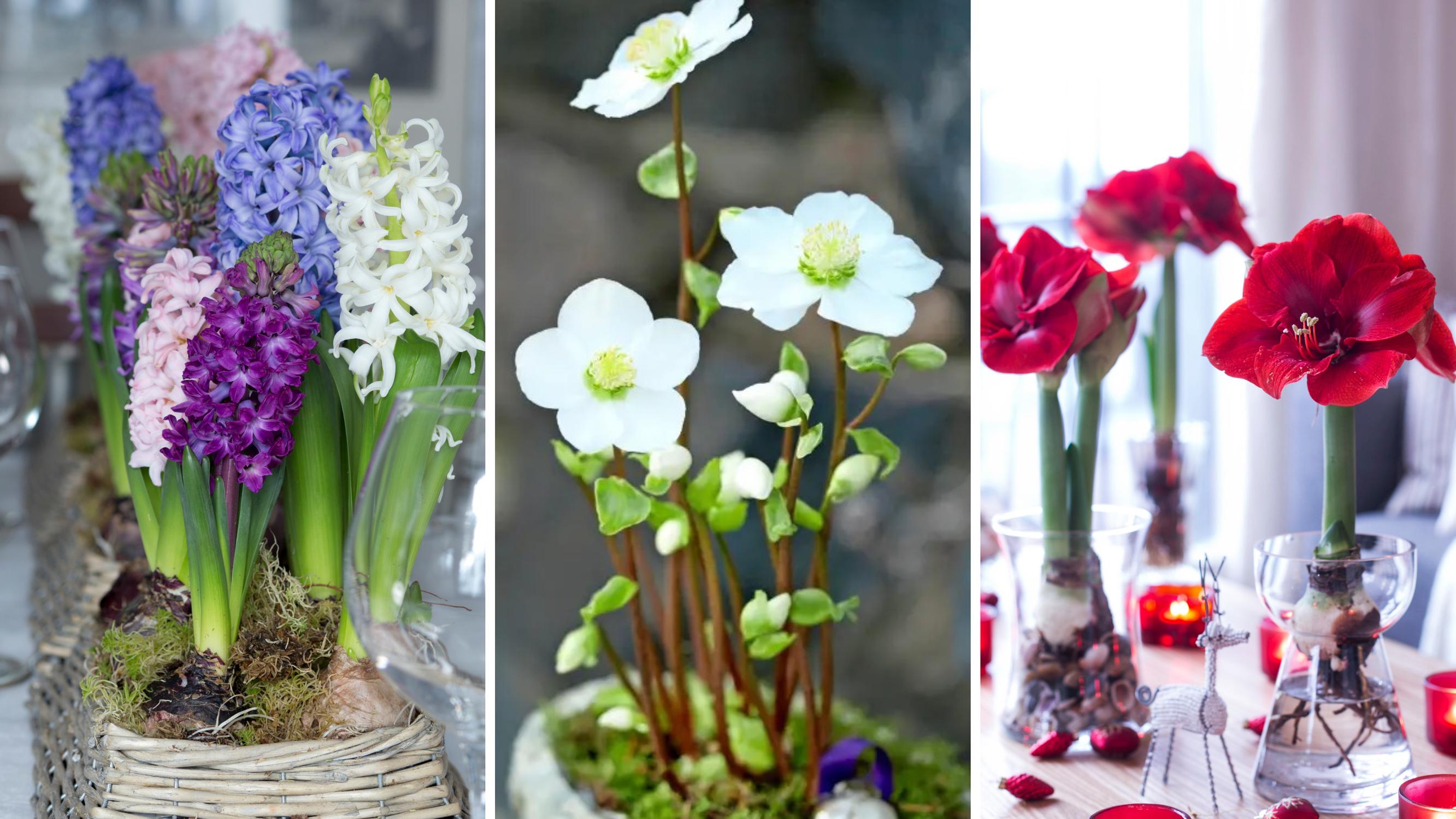 Kaunein joulukukka -äänestys oli kolmen tutun kaunottaren kisa – voittaja päihitti seuraajansa kuitenkin selvin luvuin!