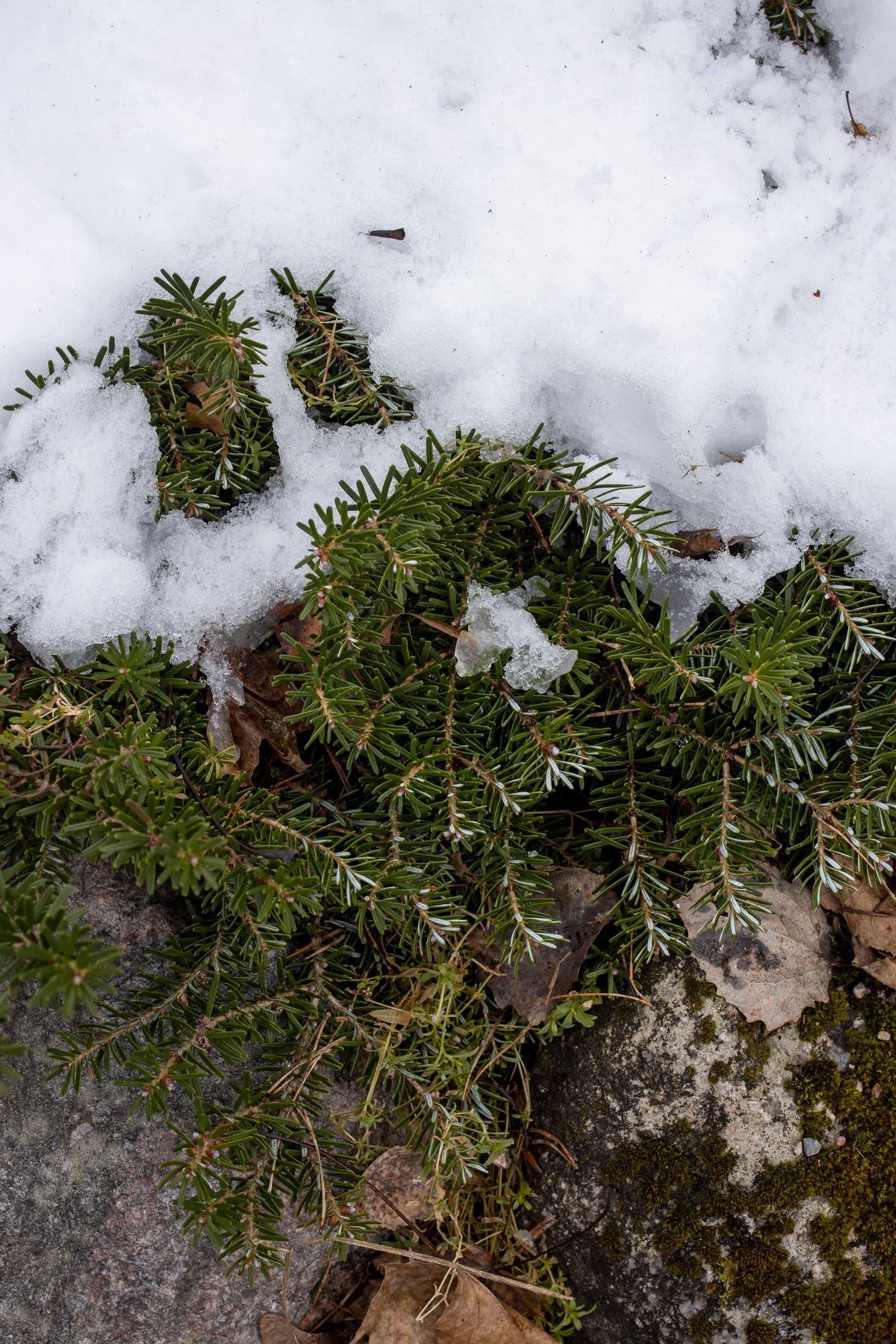 ikivihreiden kasvien suojaus