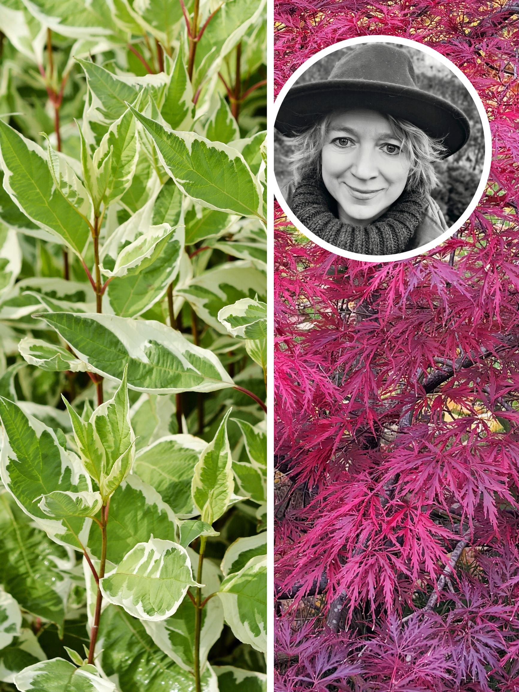 ”Ei ole moksiskaan tuulesta, kuivuudesta tai paahteesta” – 9 pensasta, joihin Kotkan kaupunginpuutarhuri on ihastunut