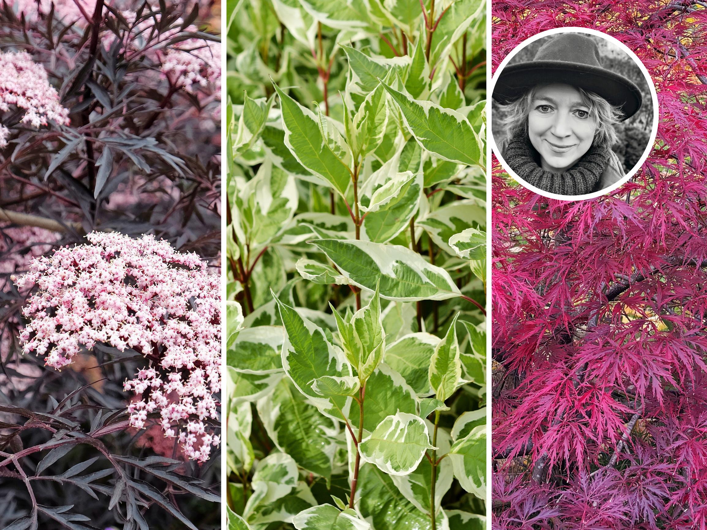 ”Ei ole moksiskaan tuulesta, kuivuudesta tai paahteesta” – 9 pensasta, joihin Kotkan kaupunginpuutarhuri on ihastunut