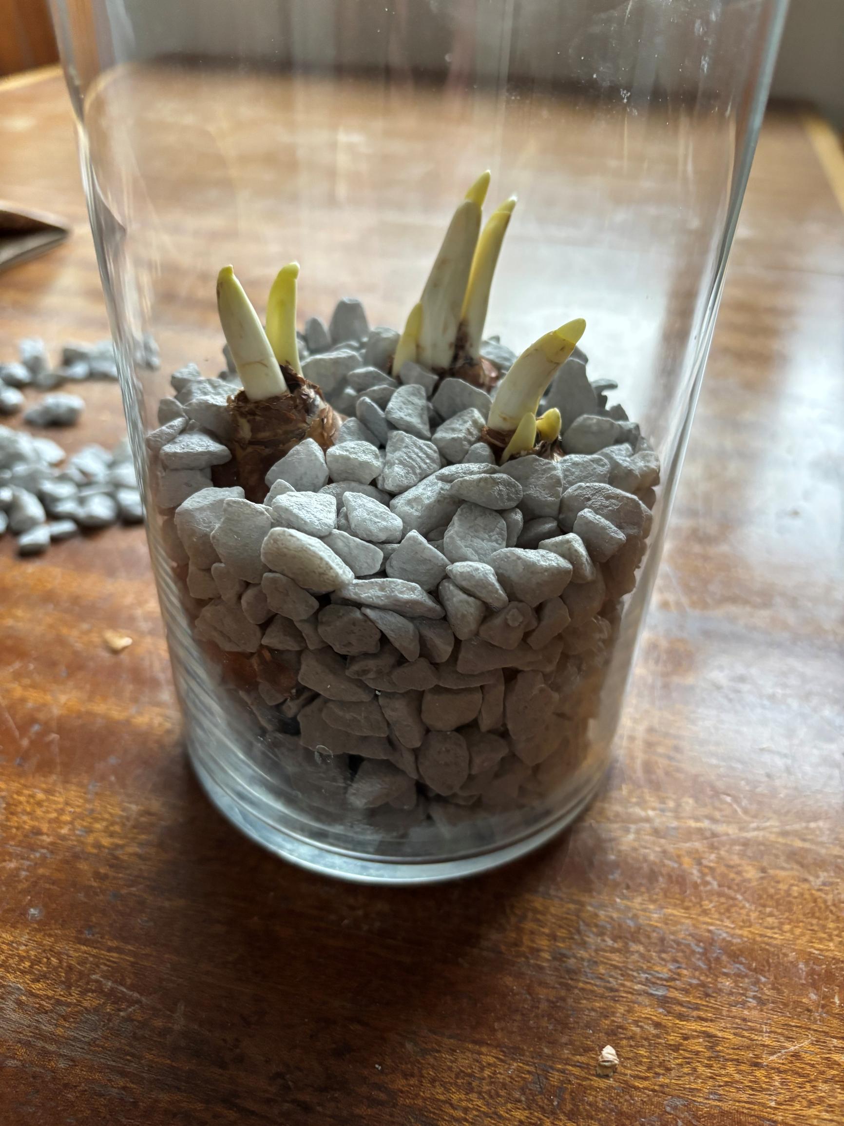 Tasetin kasvatus sorapedissä