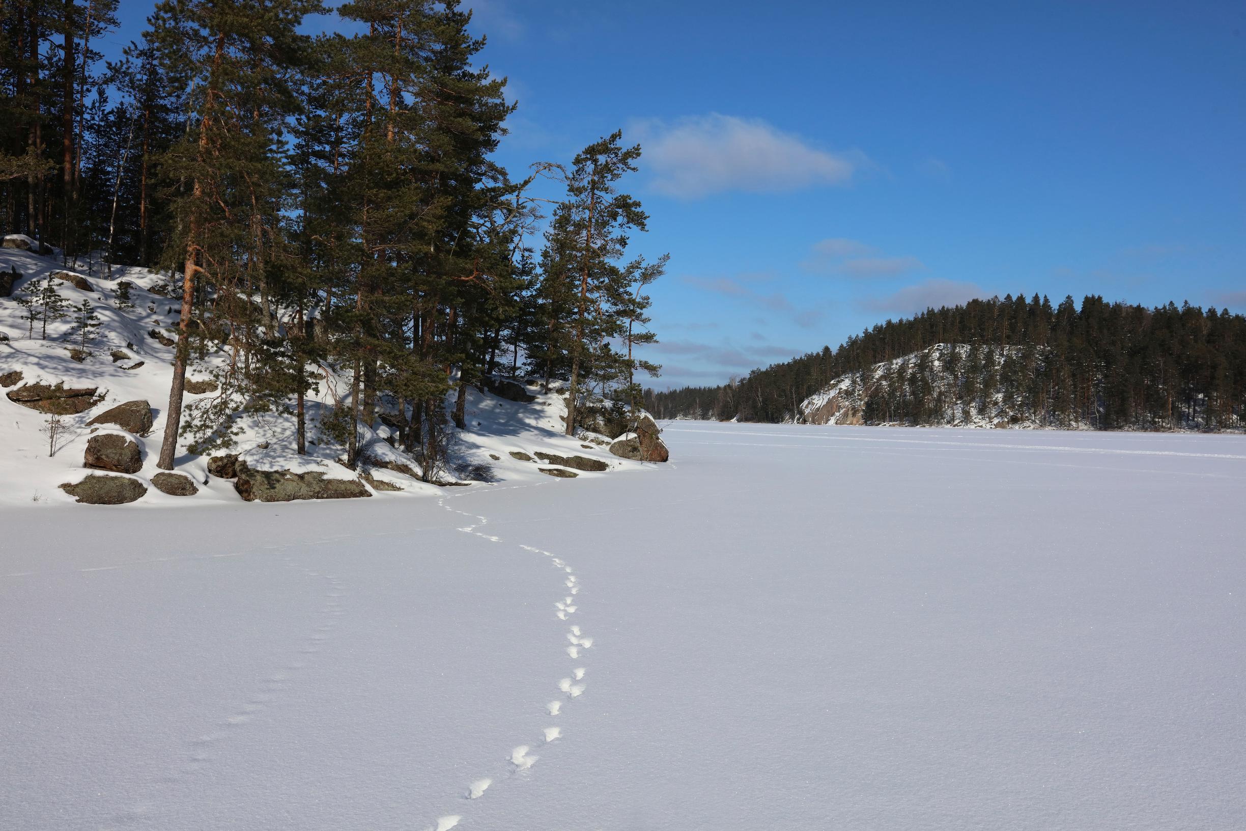 Ketun jälkiä Repoveden kansallispuistossa
