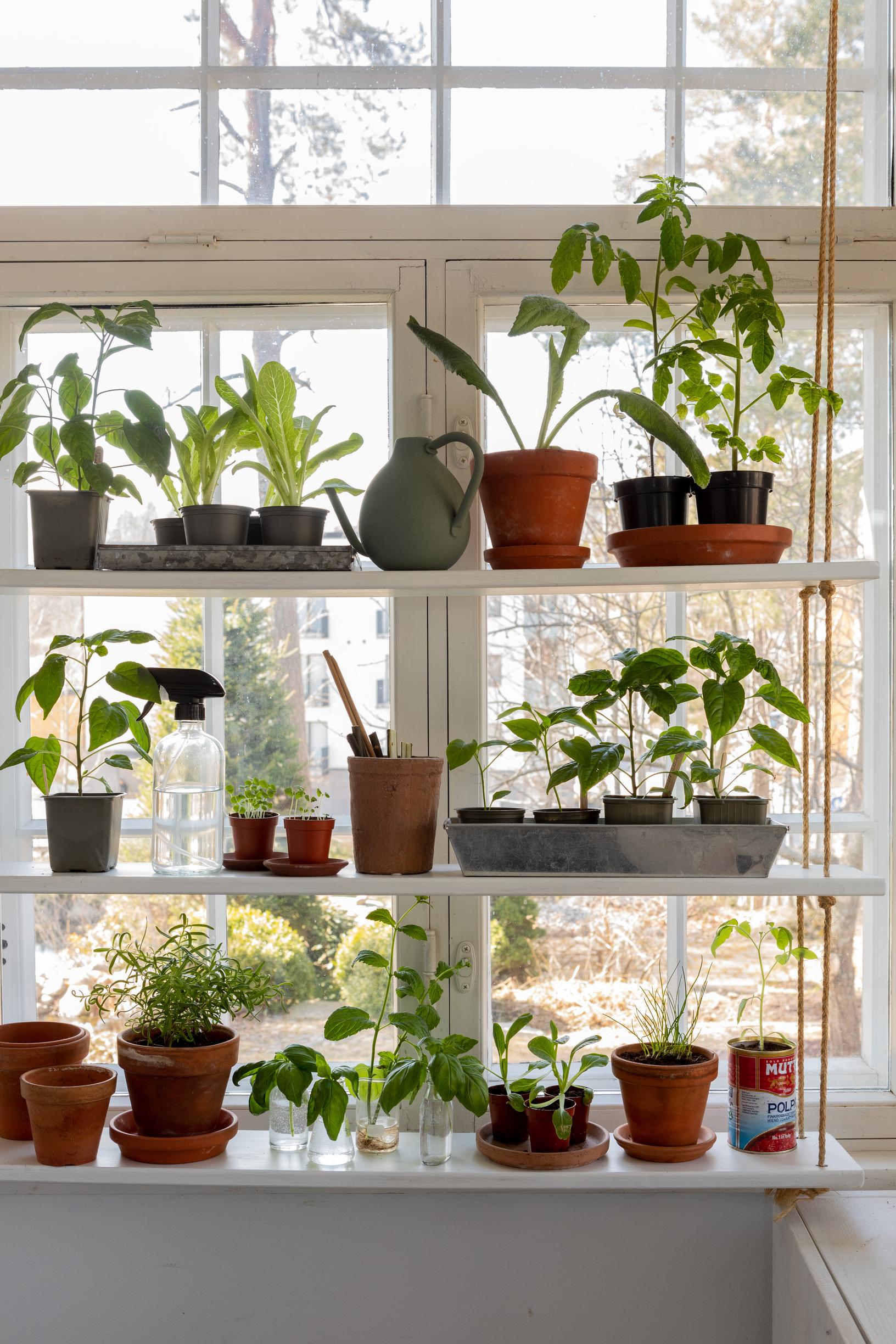 Growing edible plants indoors: best crops and expert tips | Kotona Living