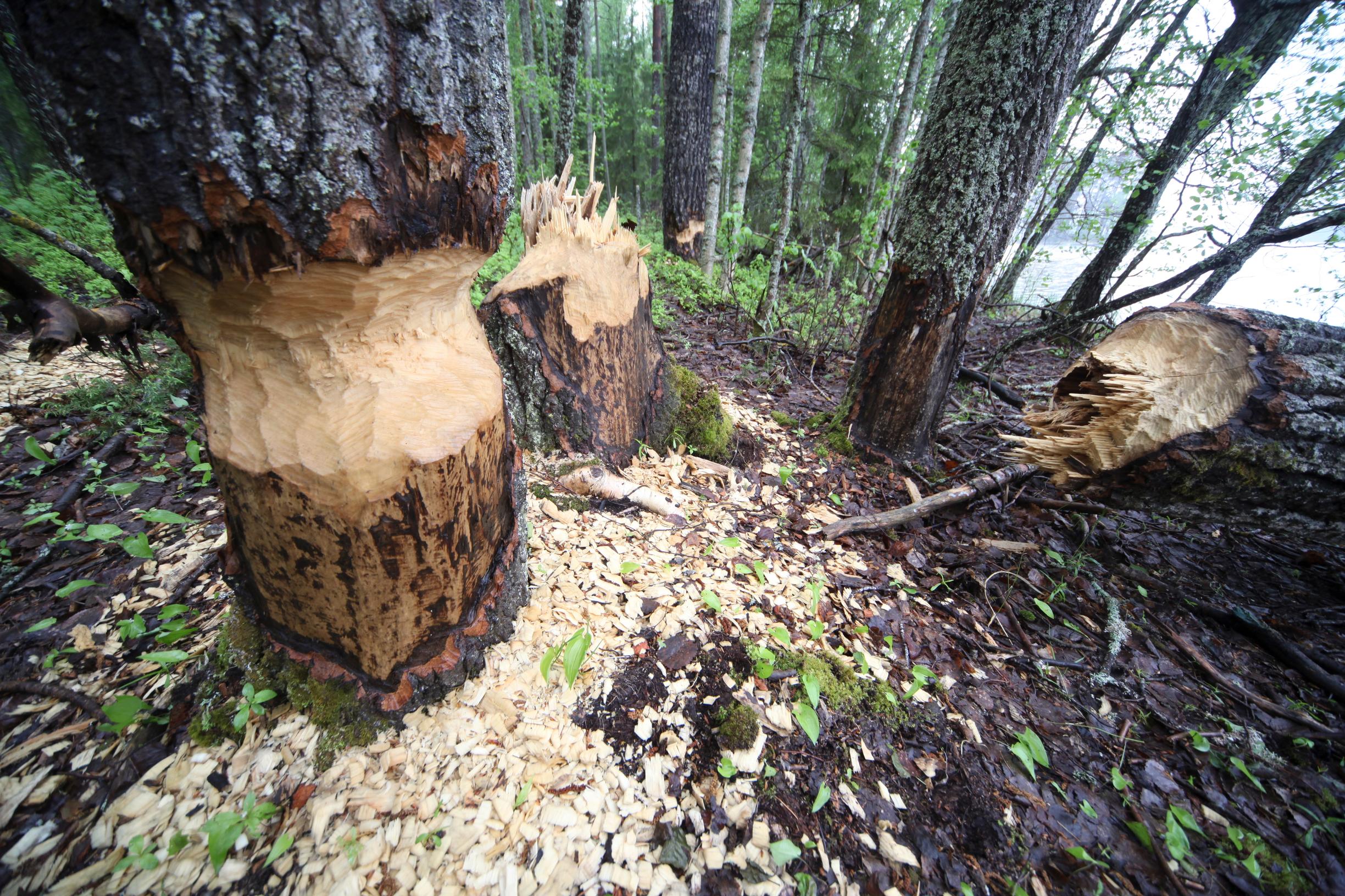 Majavan jäljet kaatuneessa puussa