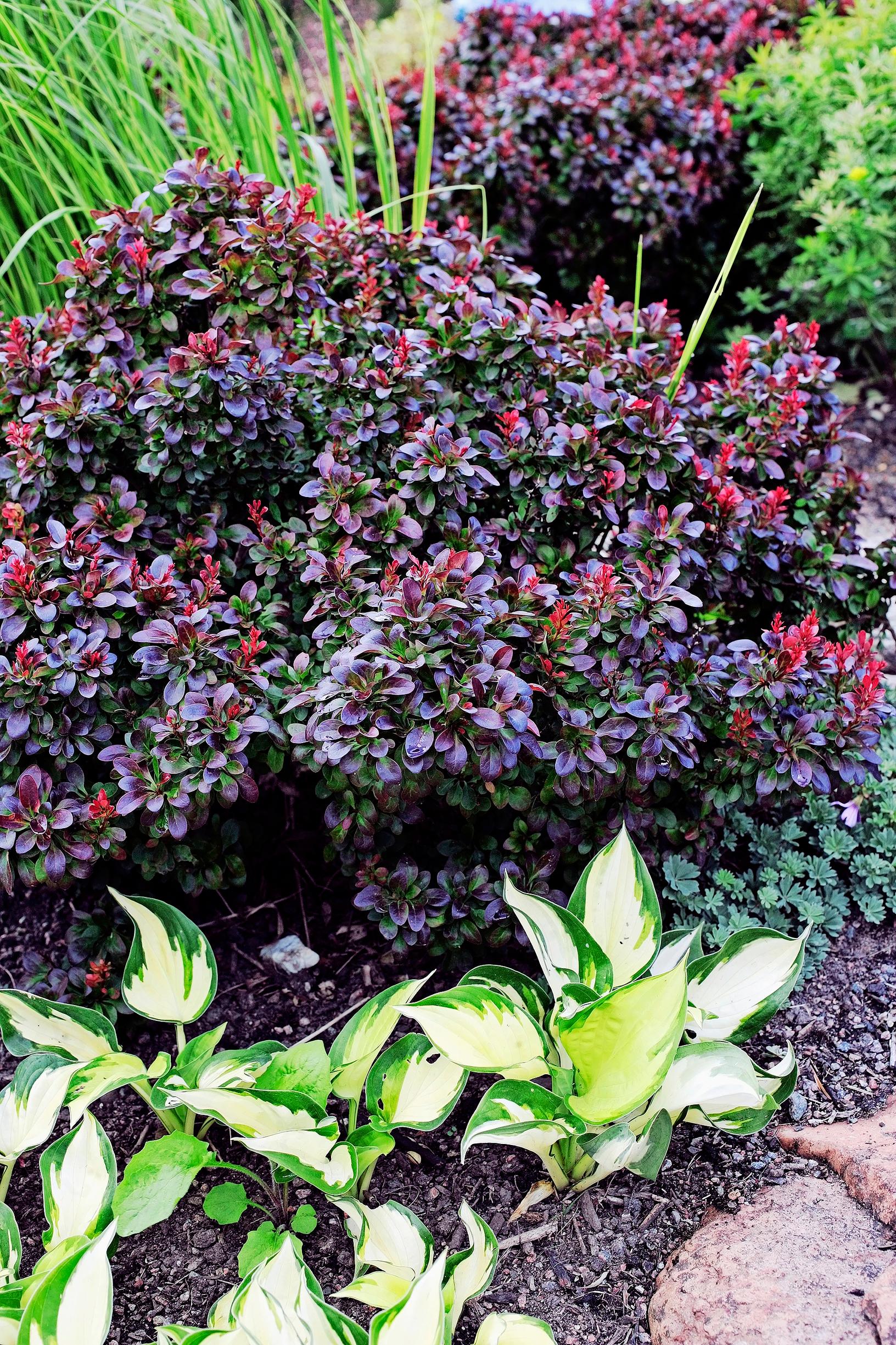 Kääpiöpurppurahappomarja ’Atropurpurea Nana’ 