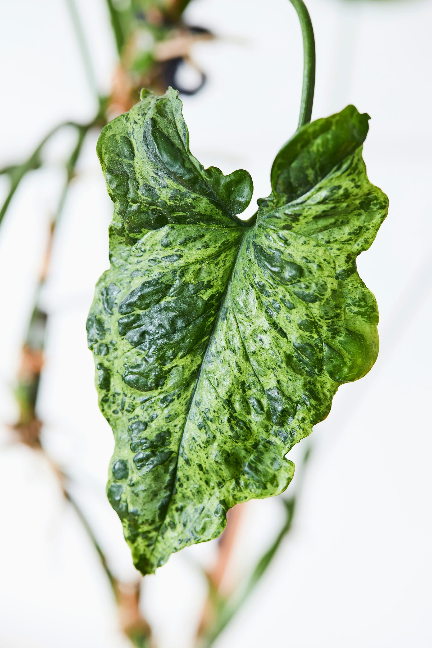 Muulinkultakorva ’Mottled’