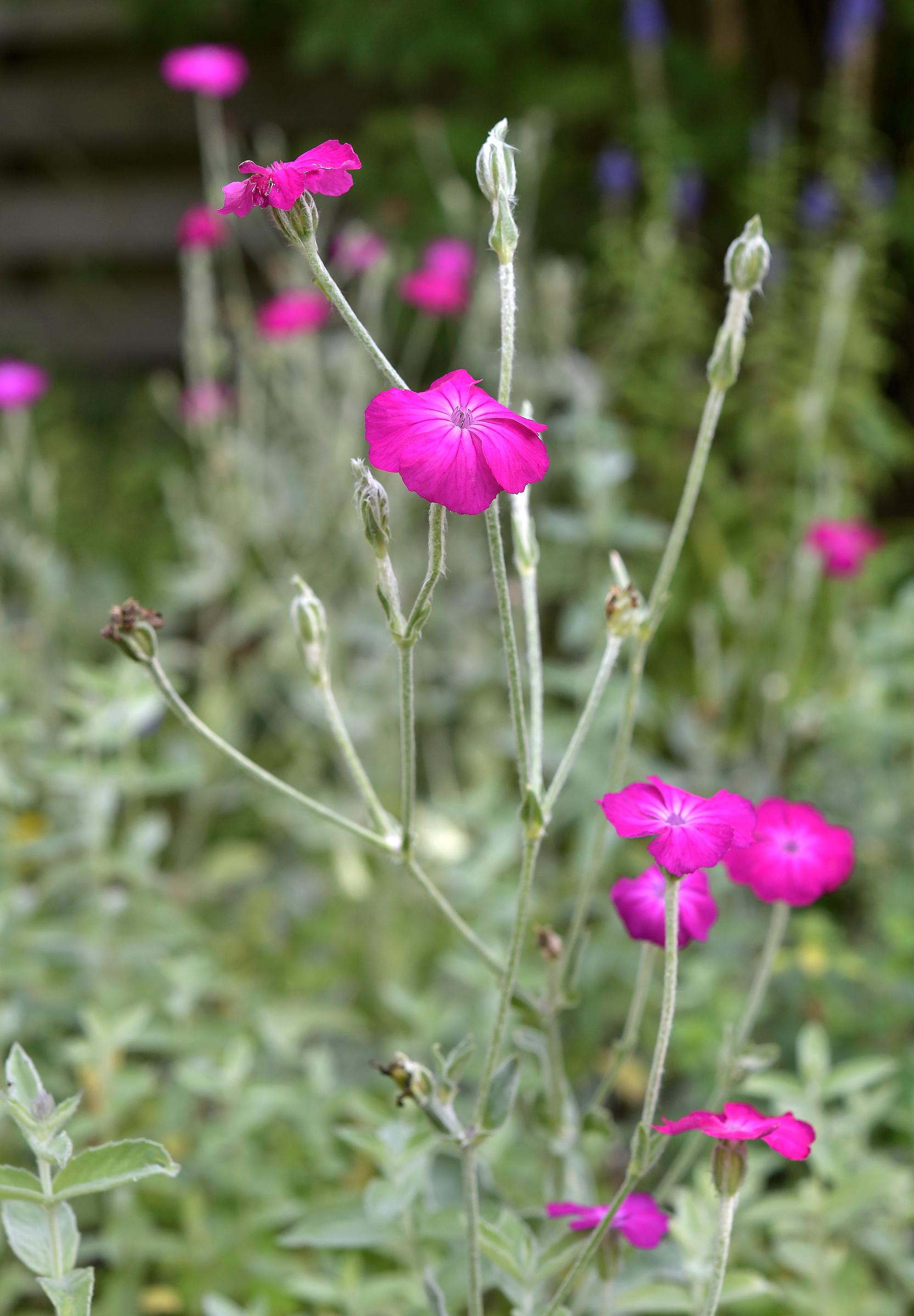 Kaksivuotiset kasvit: harmaakäenkukka.