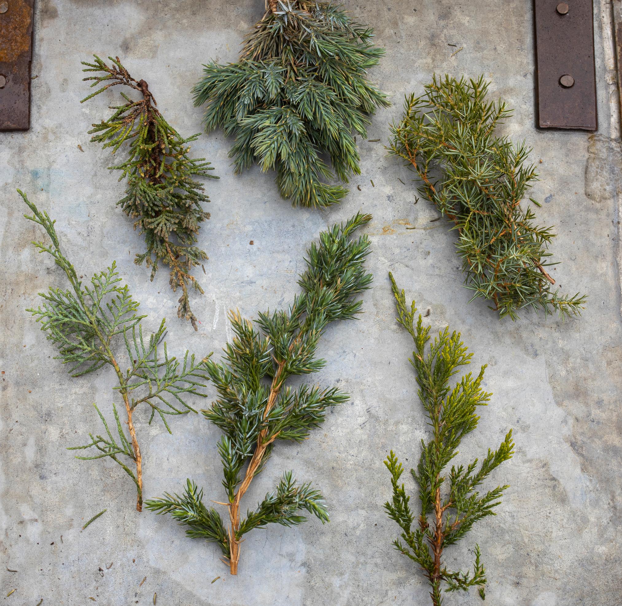 ikivihreiden kasvien suojaus