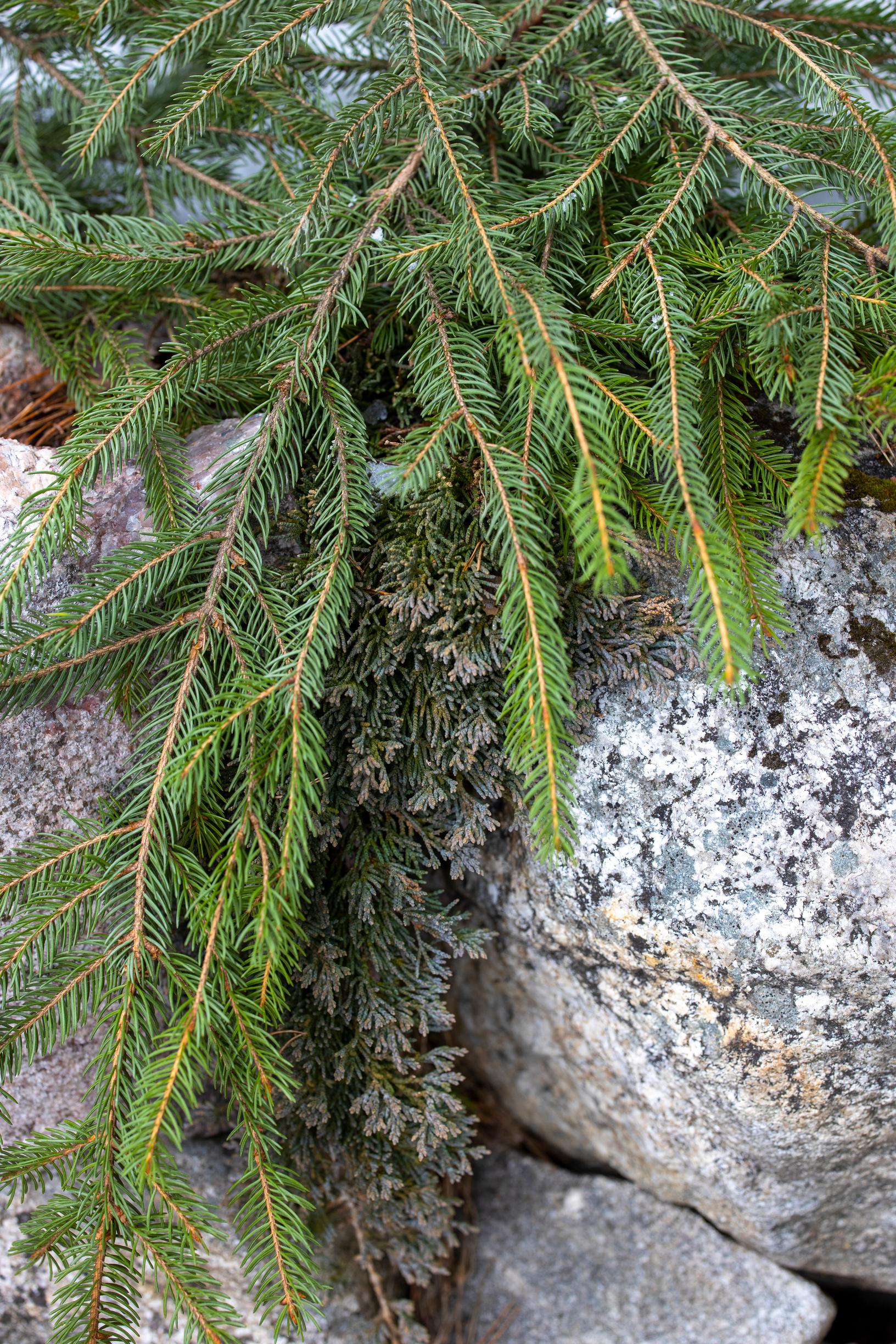 ikivihreiden kasvien suojaus