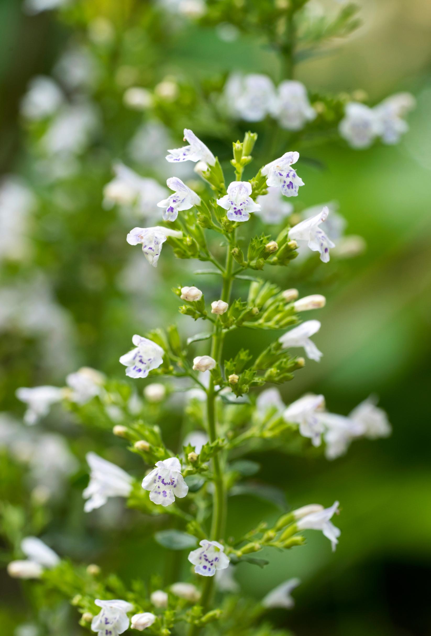 Käenminttu Calamintha nepeta subsp. nepeta
