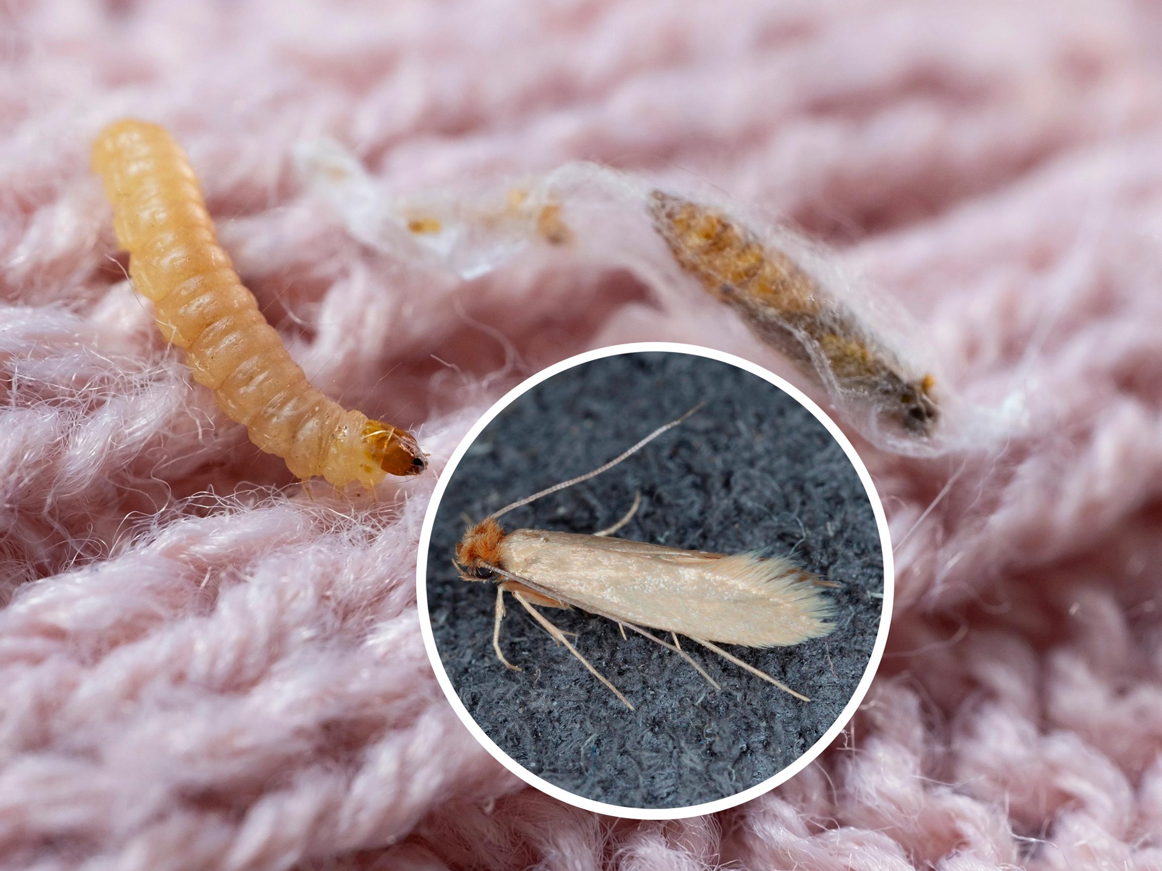 Vaatekoi aiheuttaa tuhoa tekstiileille – näin pelastat vaatteet reikiä nakertavalta tuholaiselta