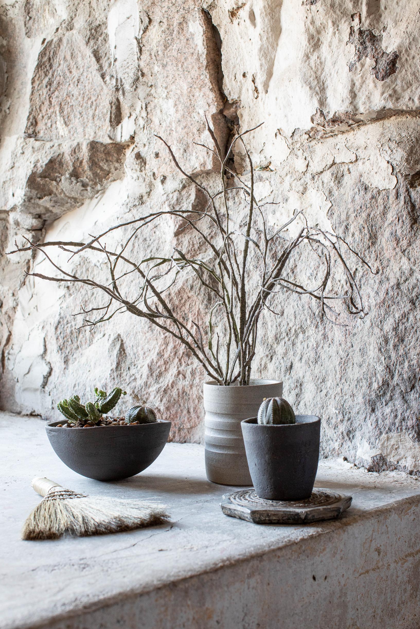 Tyräkit Euphorbia platyclada ja pallerotyräkki