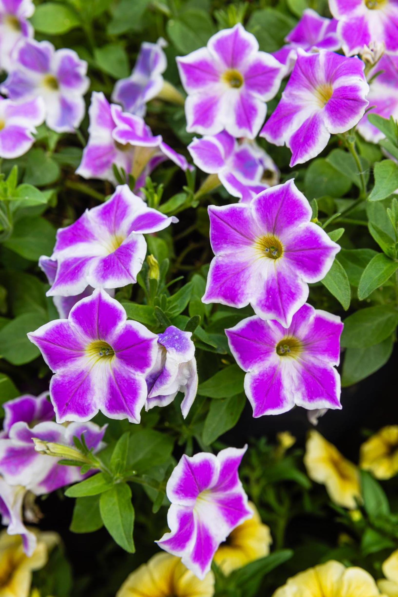 Kaksivärinen petunia