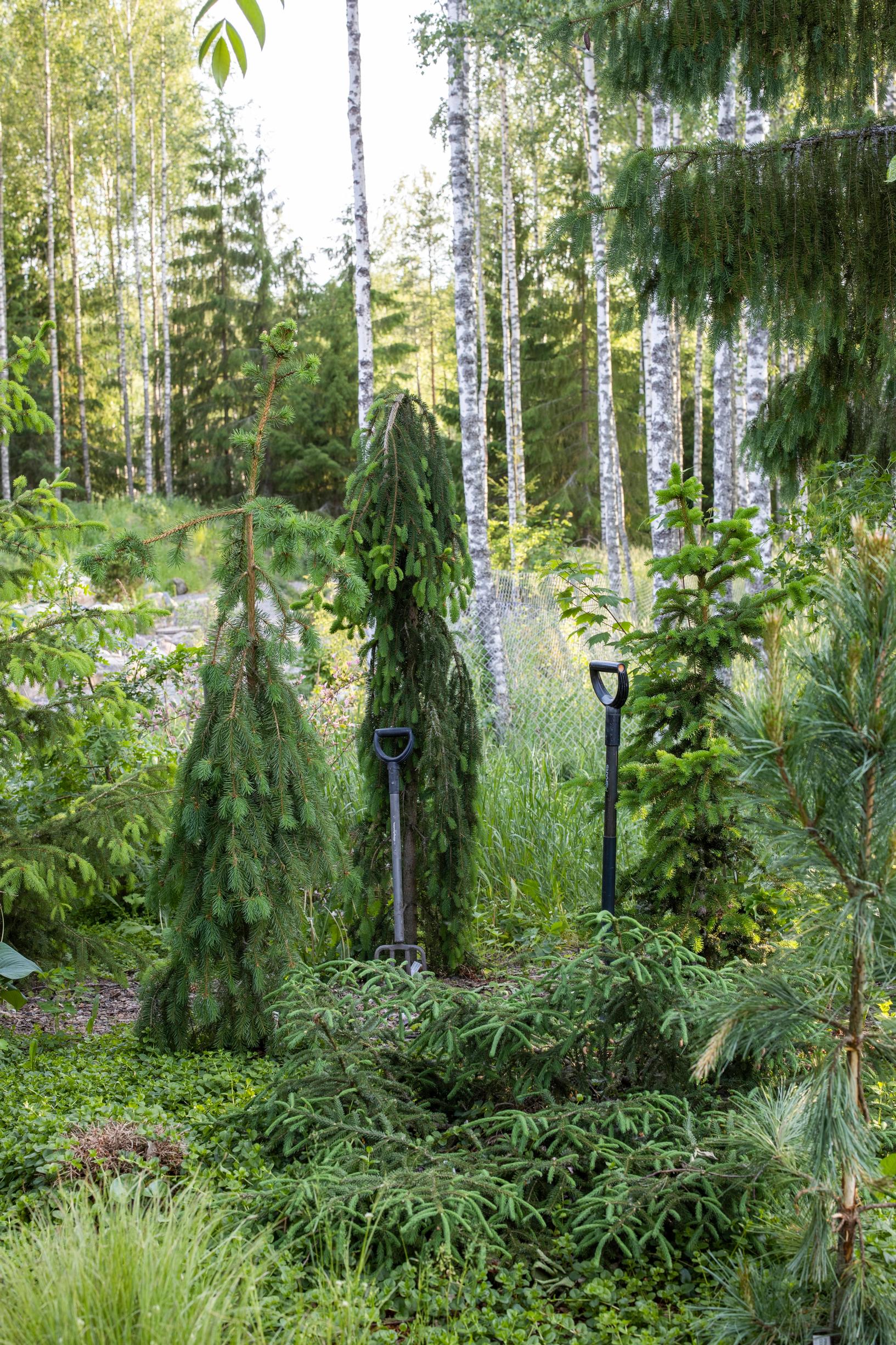 Erilaisia kuusilajikkeita Salmisten puutarhassa.