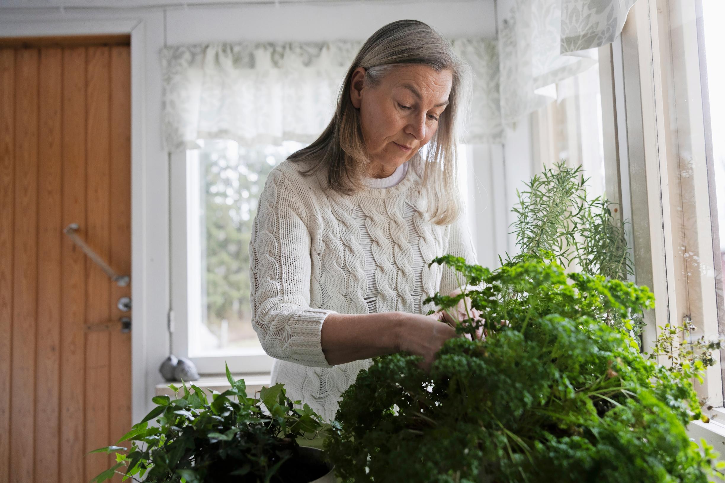 nainen hoitaa ruukuissa kasvavia yrttejä