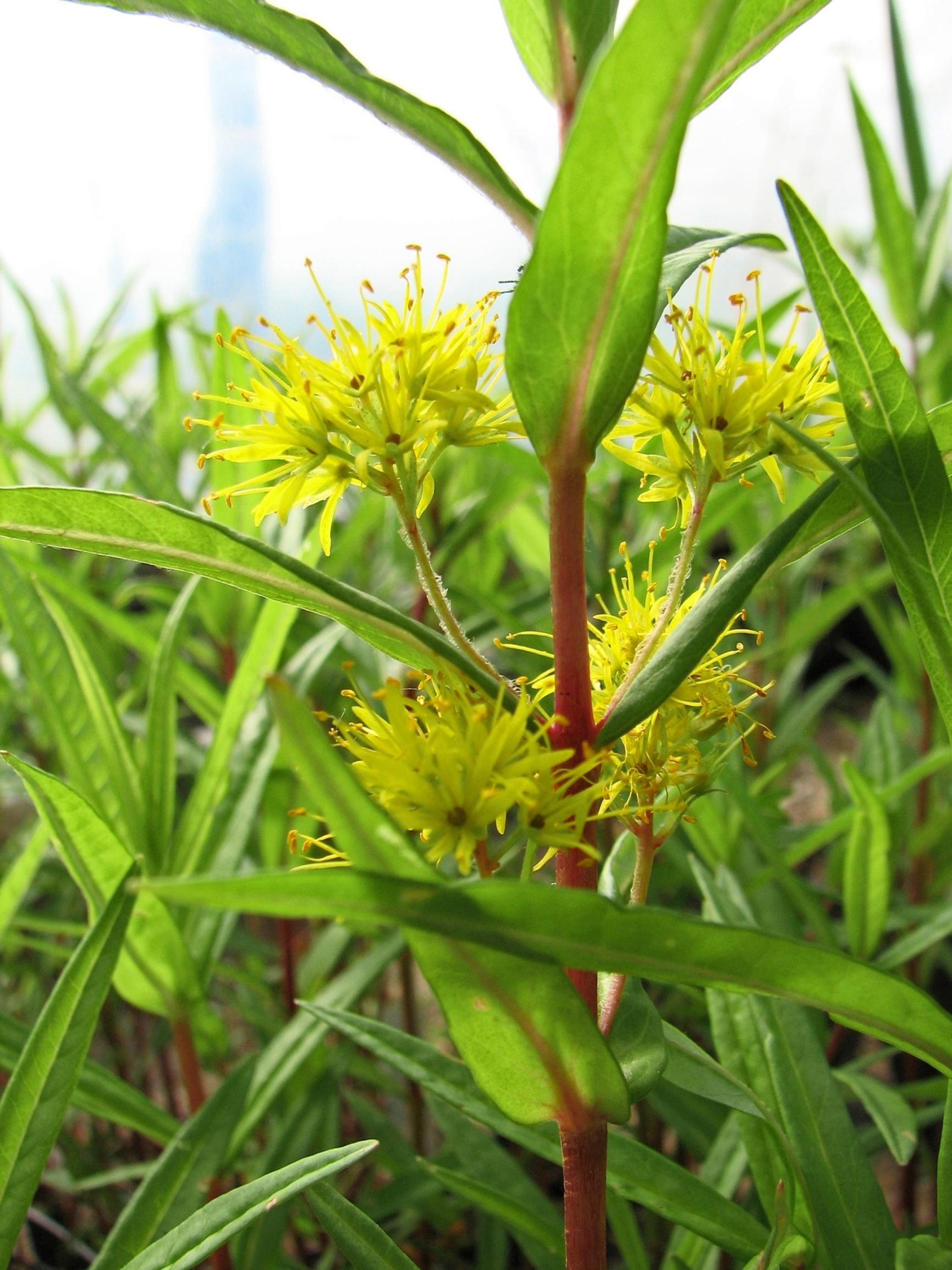 Terttualpi Lysimachia thyrsiflora