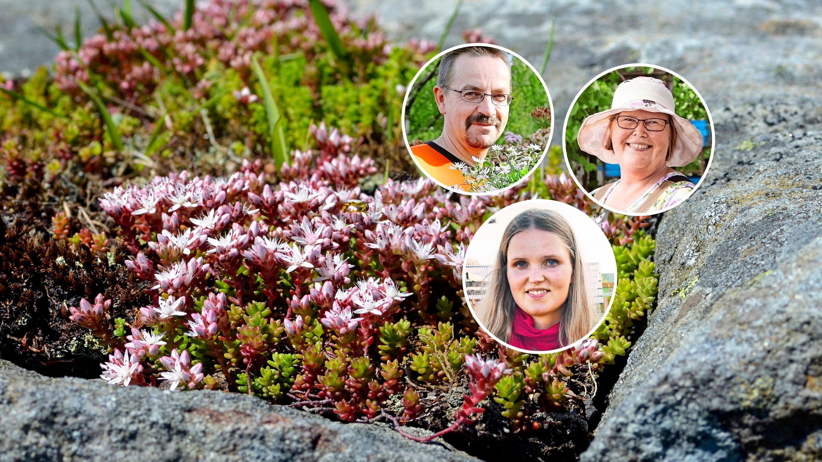 Taimistojen ammattilaiset vinkkaavat 9 kestävää ja kaunista mehikasvia ulos: ”Nappivalinta sinne, missä nurmikko ei menesty”