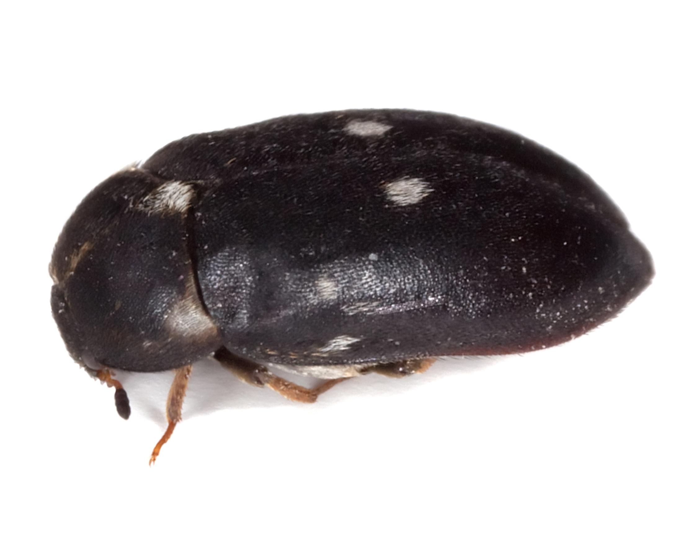 Pilkkuturkiskuoriainen, Attagenus pellio