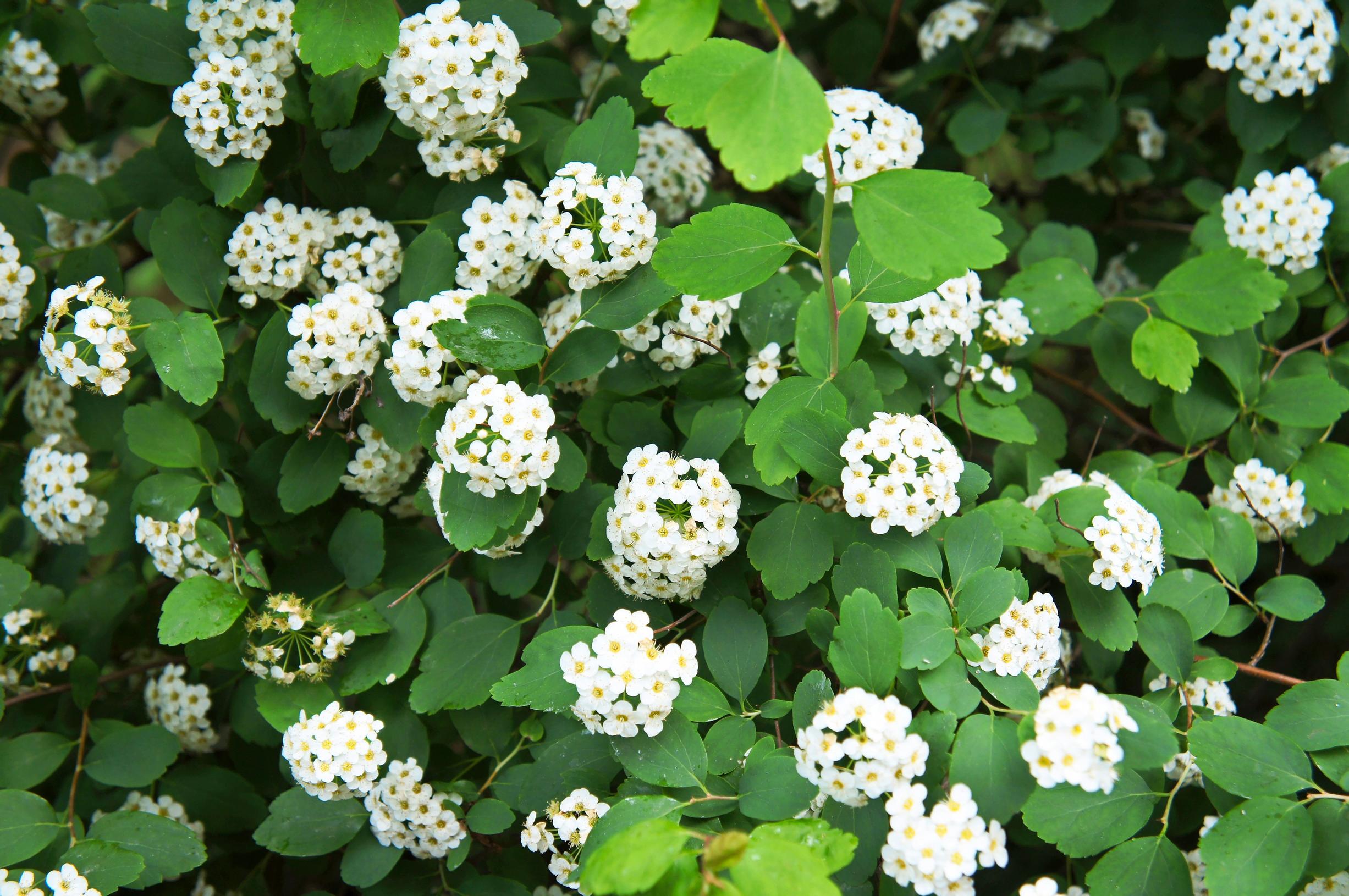 Koivuangervo (Spiraea betulifolia)