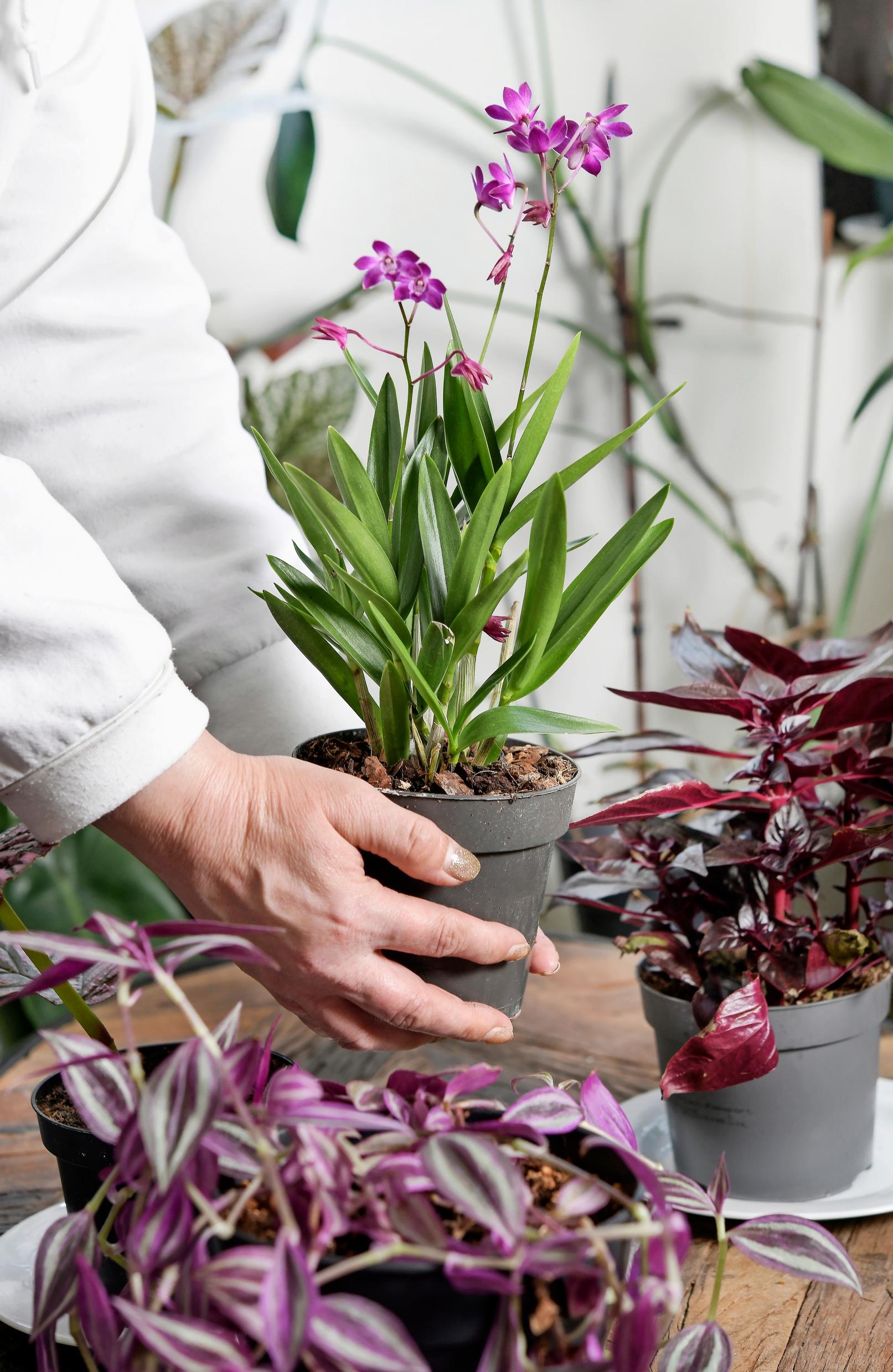 ’Perry Oda’ -puikkokämmekkä ja punalehti eli iresine hyötyvät kasvivalojen tuottamasta runsaasta valosta.