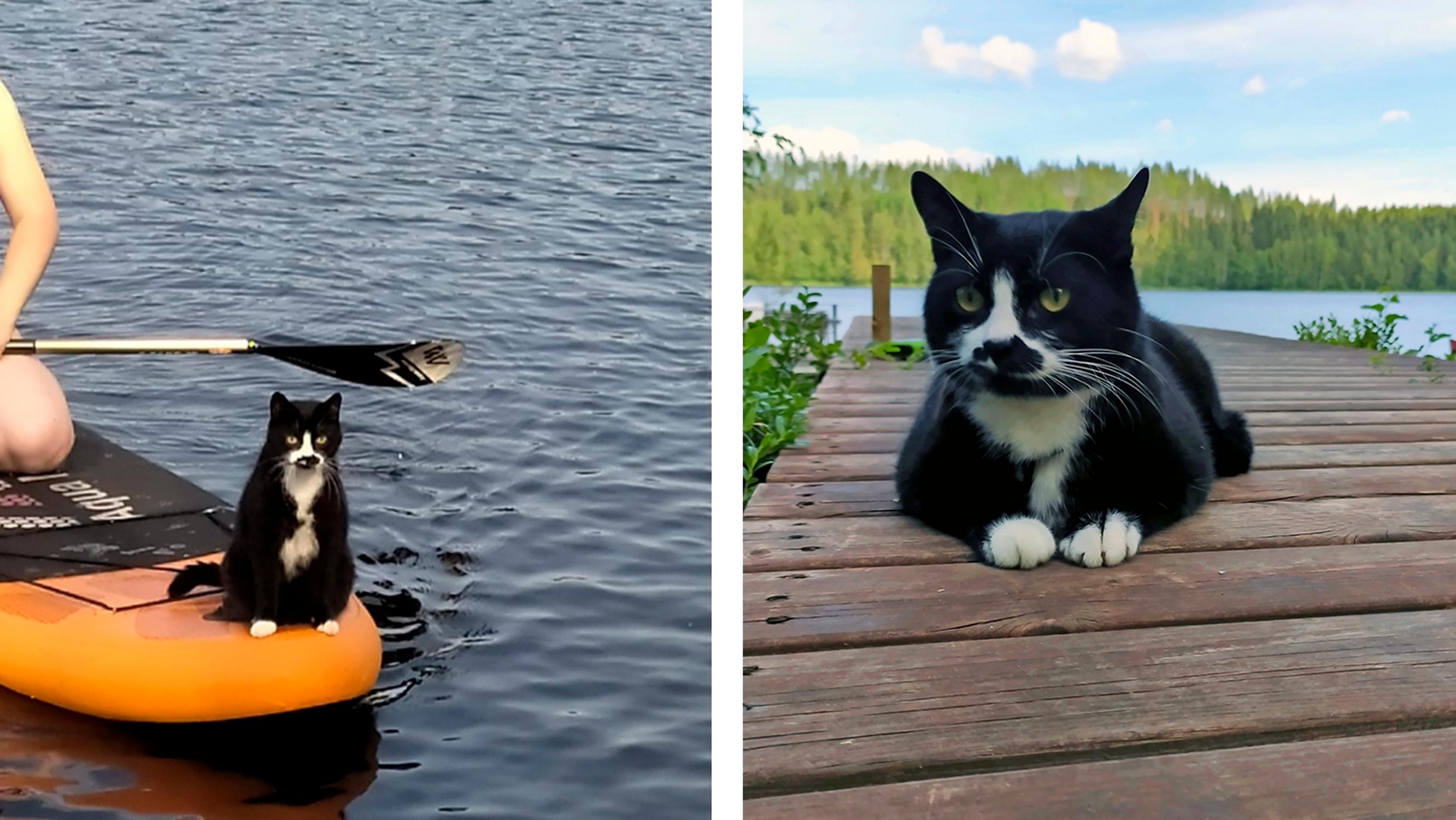 Erikoisen ihana mökkikissa! Tatu harrastaa suppailua, kukkien kastelua – ja jopa uimista