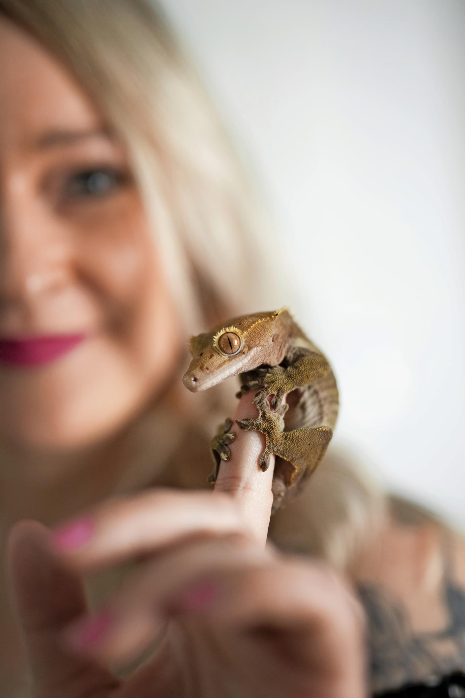 pieni gekko pitää kiinni naisen sormesta