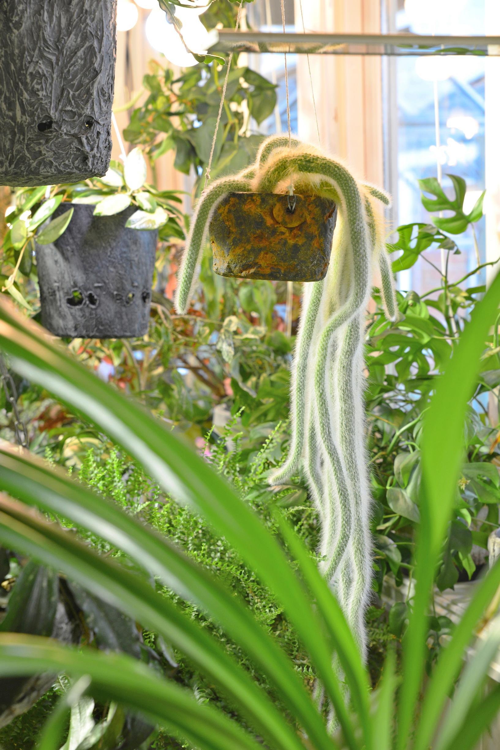 Apinanhäntäkaktus ja moni muu amppelikasvi kasvaa Päivin valmistamassa ruukussa.