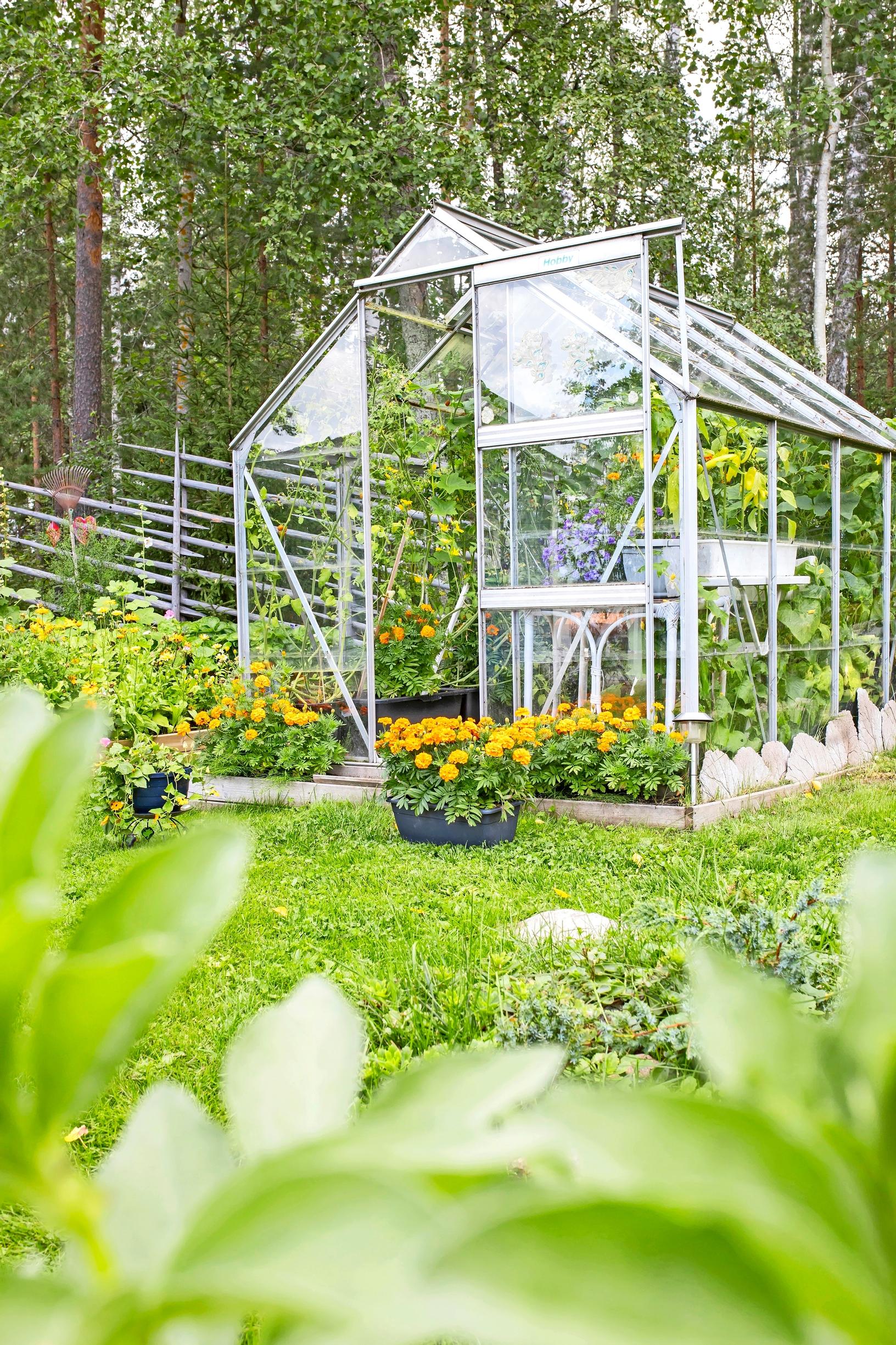 Mökkipihan kasvihuone metsänreunassa.