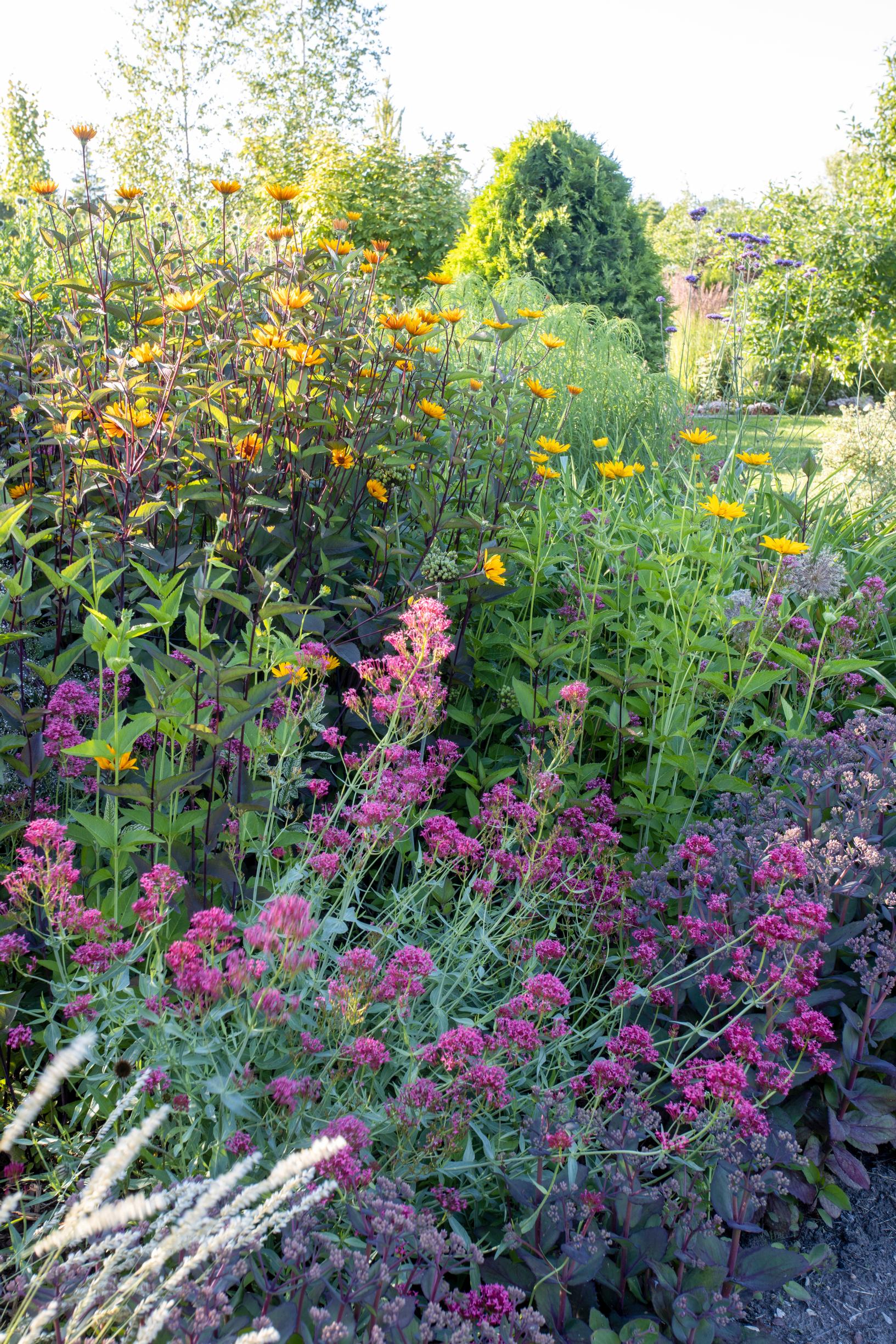 ’Prairie Glow’ -silmäpäivänhattu ja punavirma.