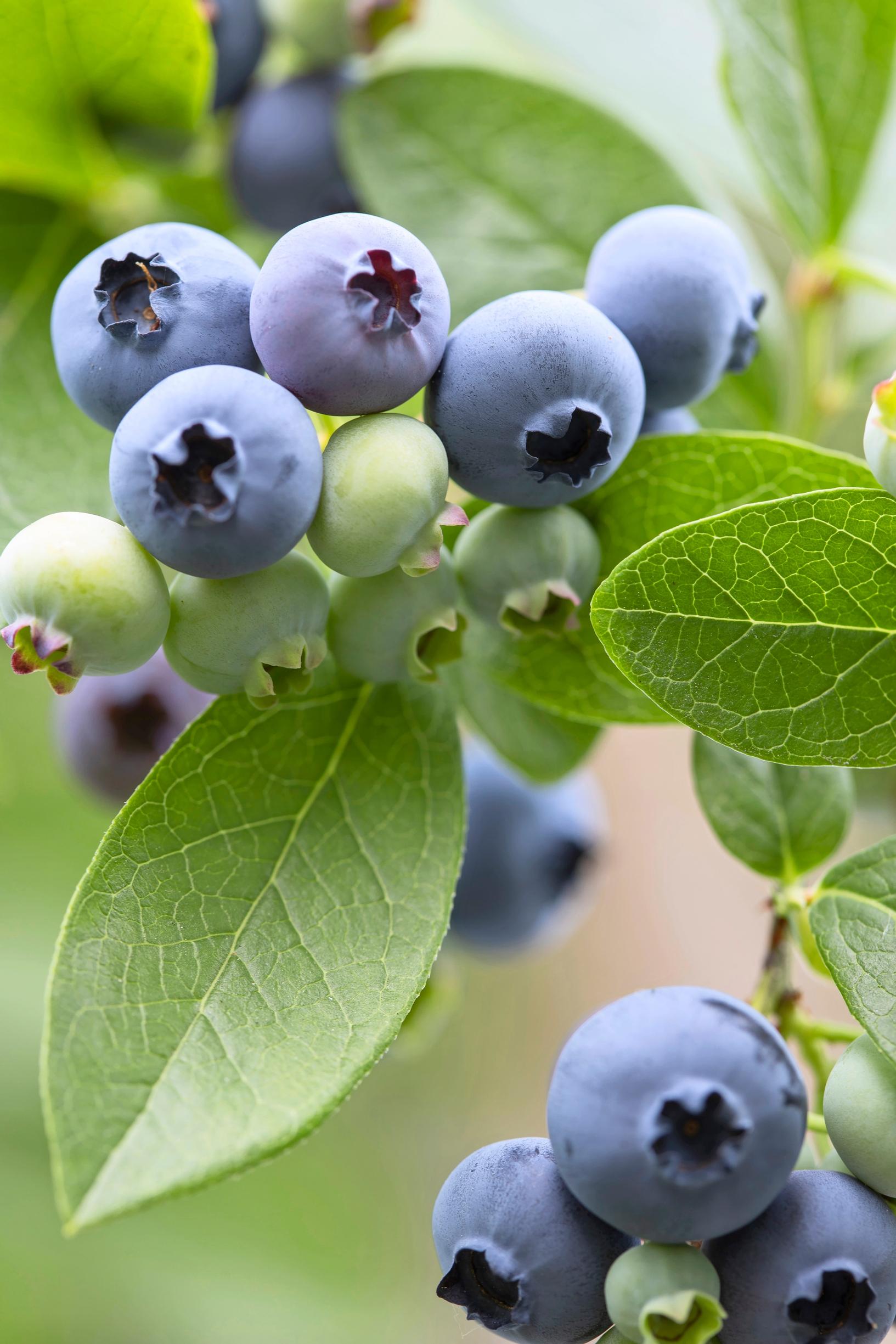 ’North Blue’ on Suomen viljellyin pensasmustikkalajike.