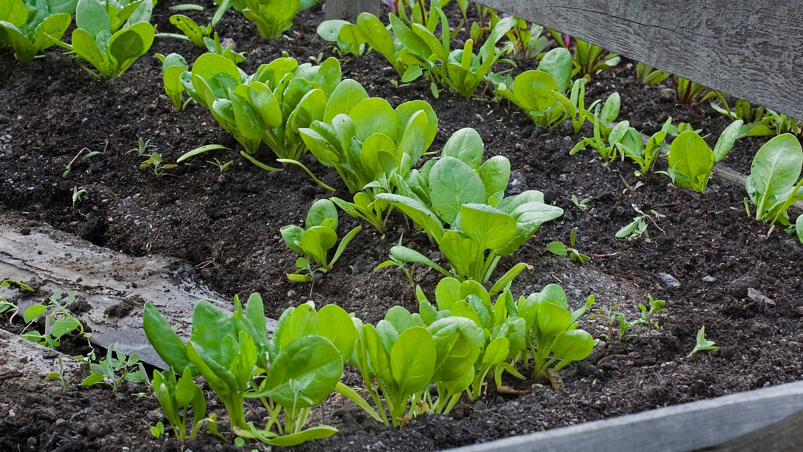 Pinaatin kasvatus – kylmänkestävän kasvin satokausi jatkuu ensimmäisiin pakkasiin asti