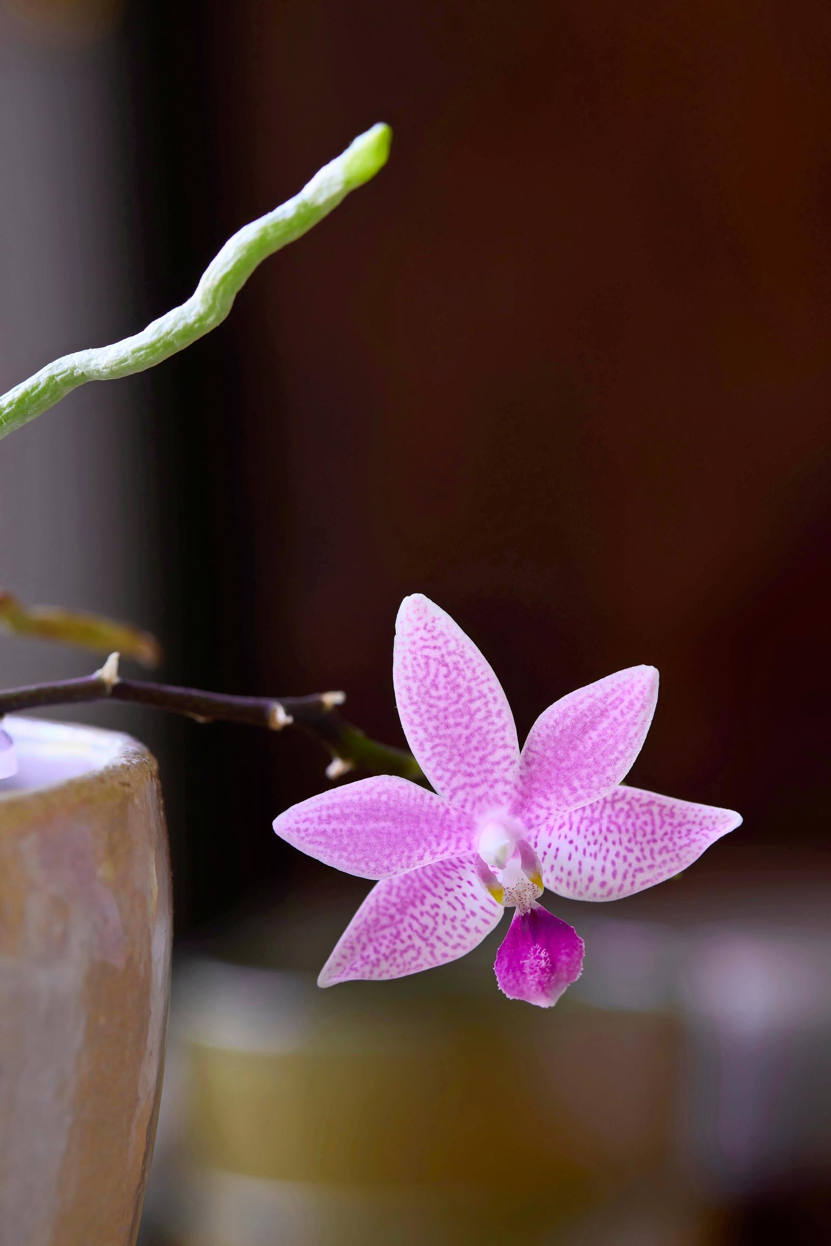 Primäärihybridi Hiroshima Tetratis (Phalaeonopsis equestris rosea × speciosa) kasvattaa halkaisijaltaan noin nelisenttiset kukat