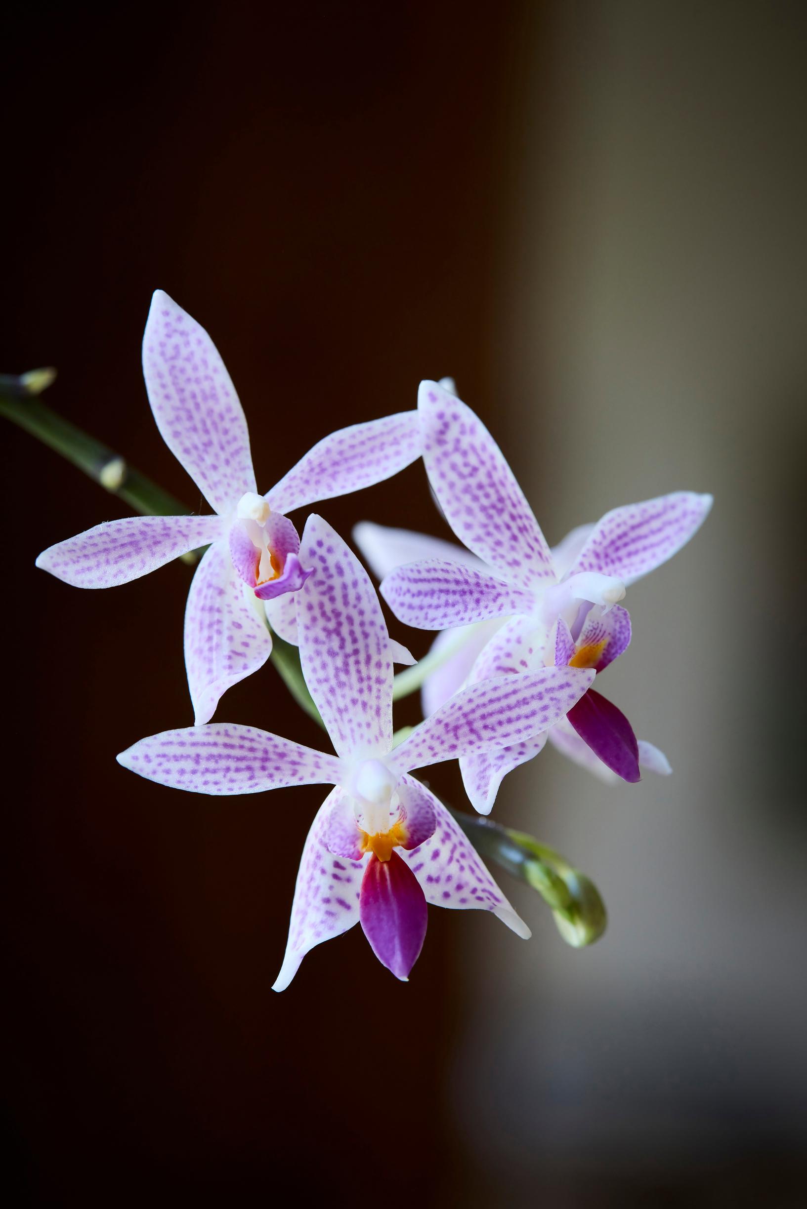 Primäärihybridi Little Sister, Phalaenopsis-risteymä (maculata × equestris)