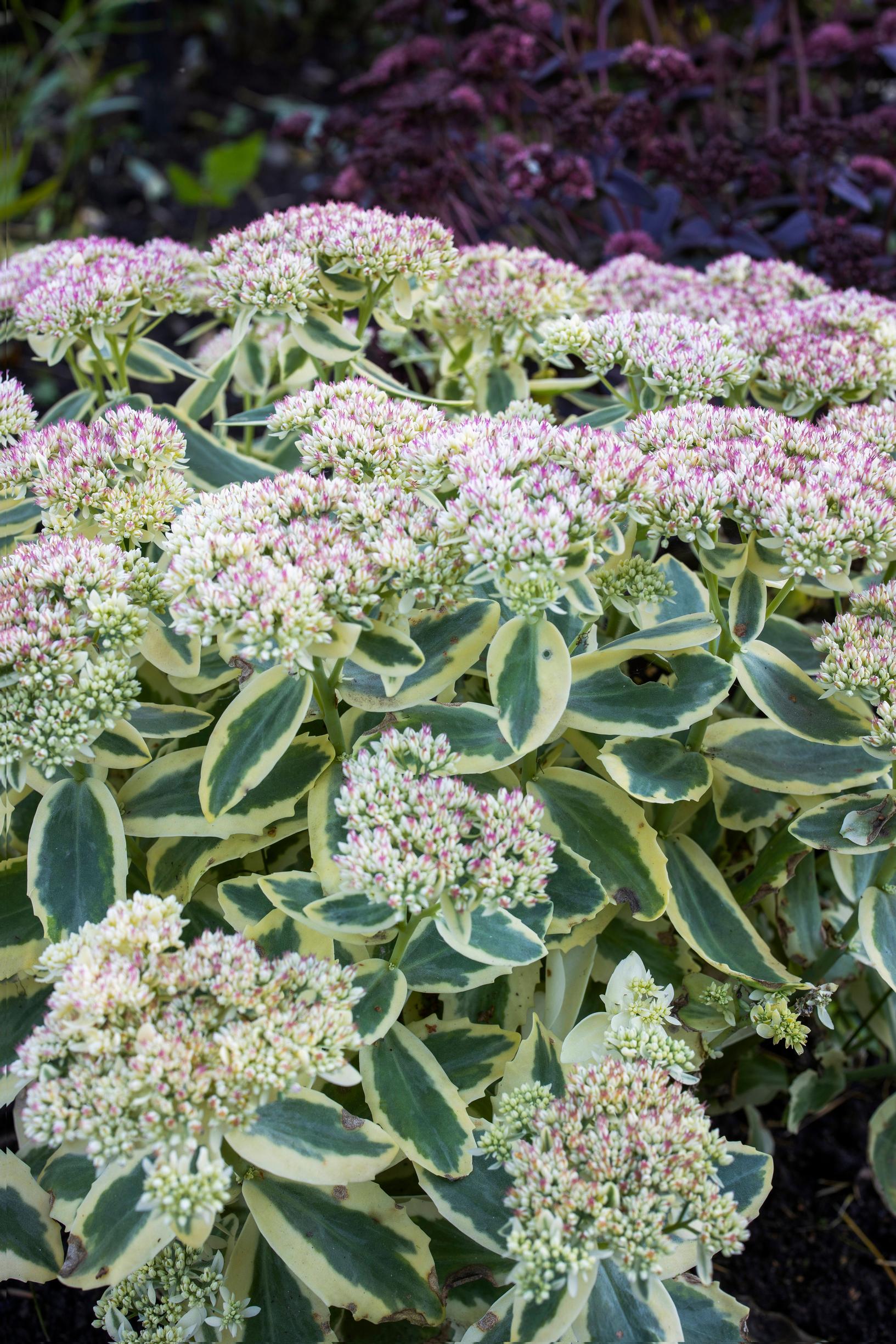 Maksaruoho ’Autumn Charm’