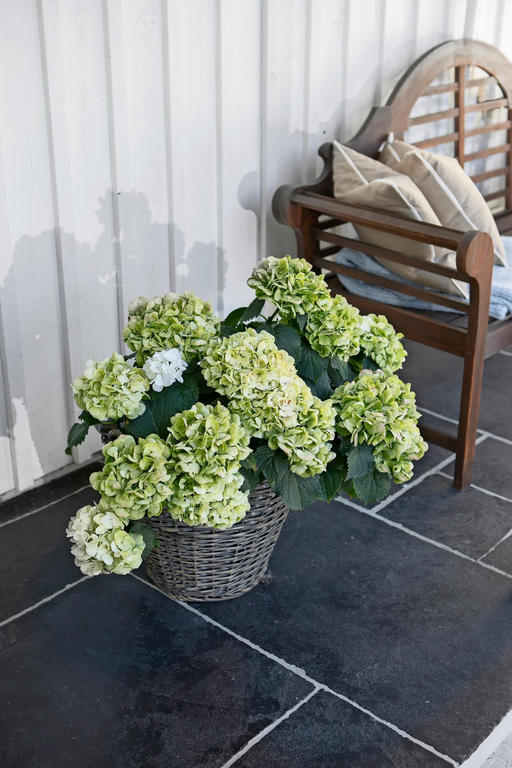 terassihortensia kivilattialla