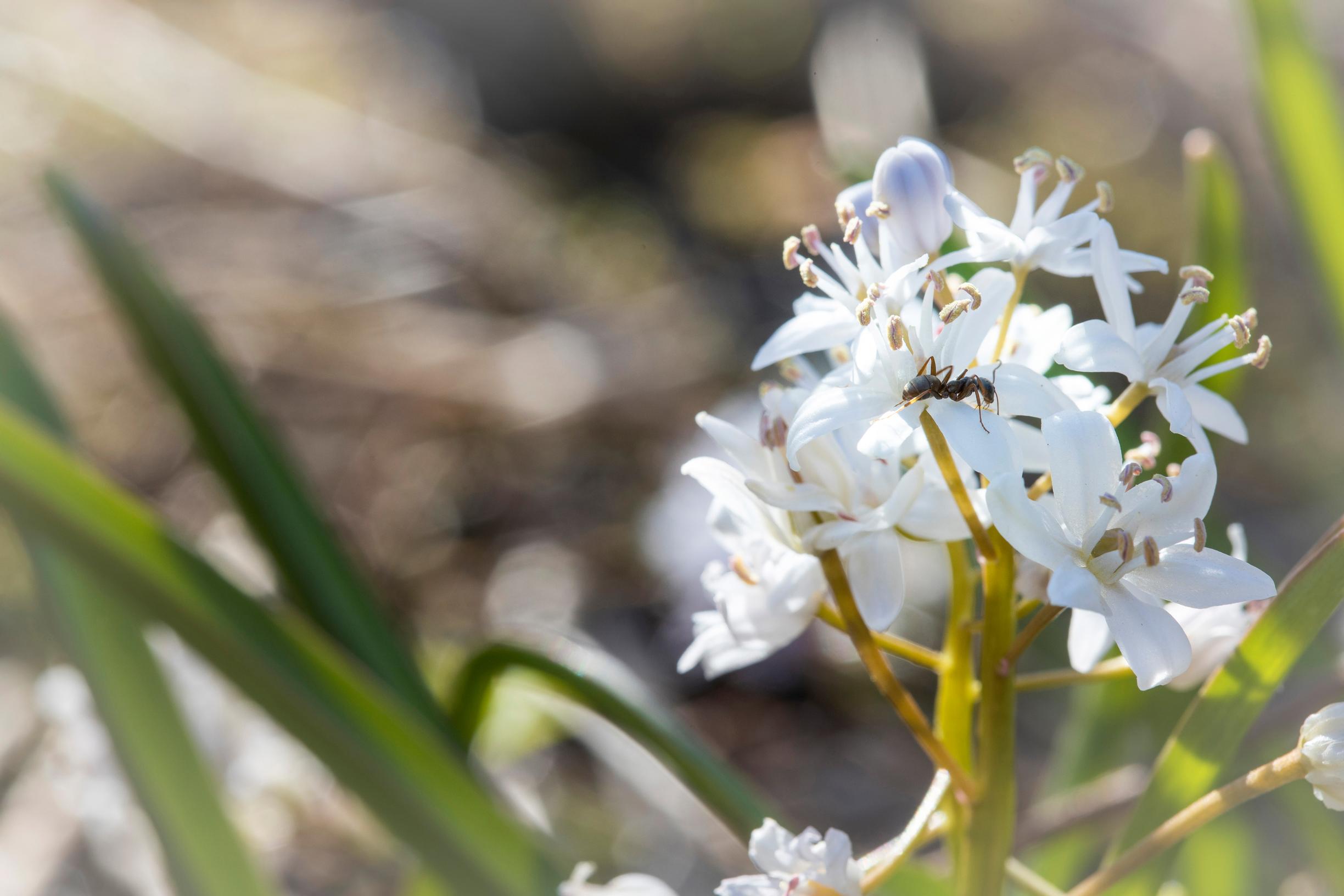 Pikkusinililja (Scilla bifolia) ’Rosea’.