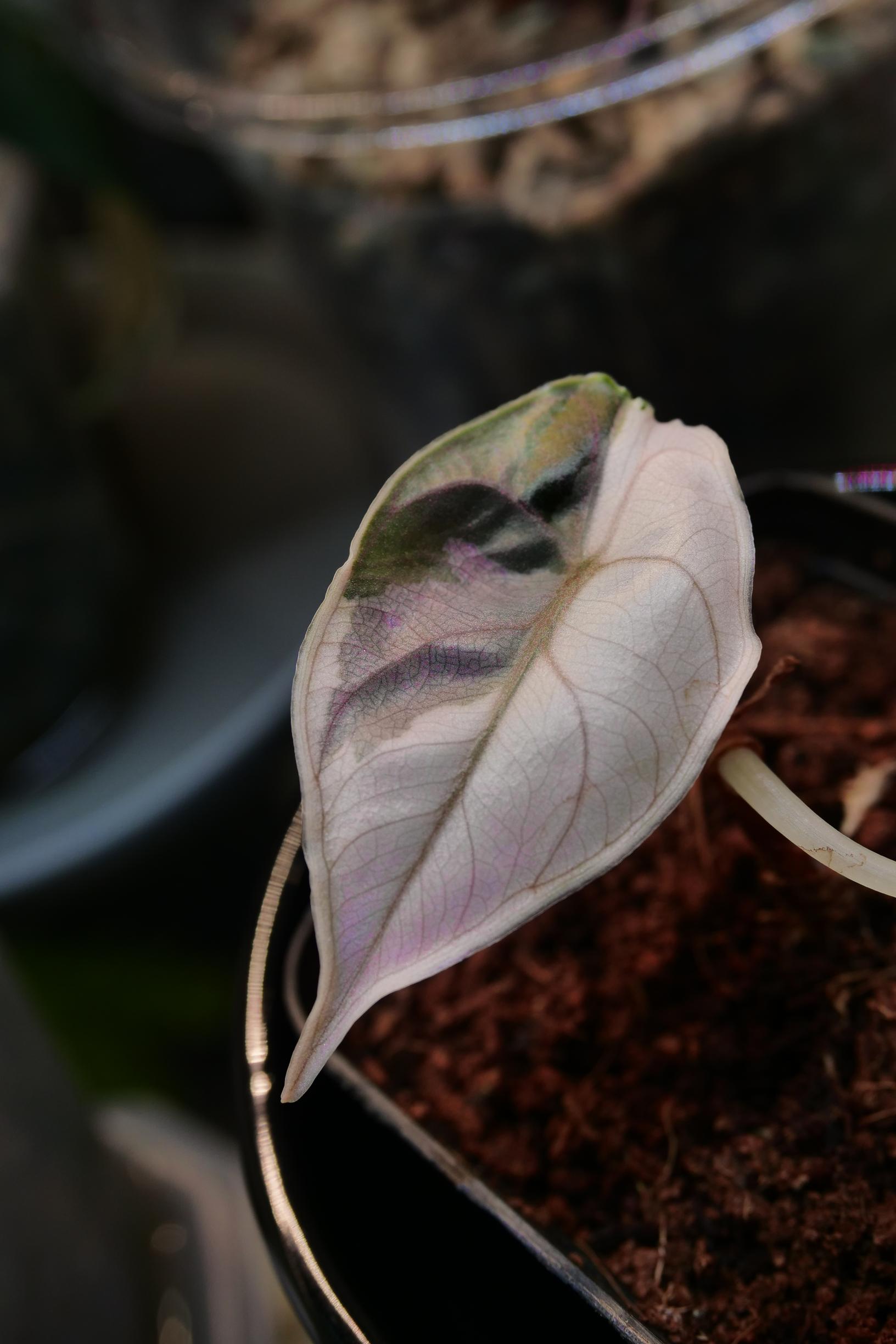 Alokasia kasvikaapissa