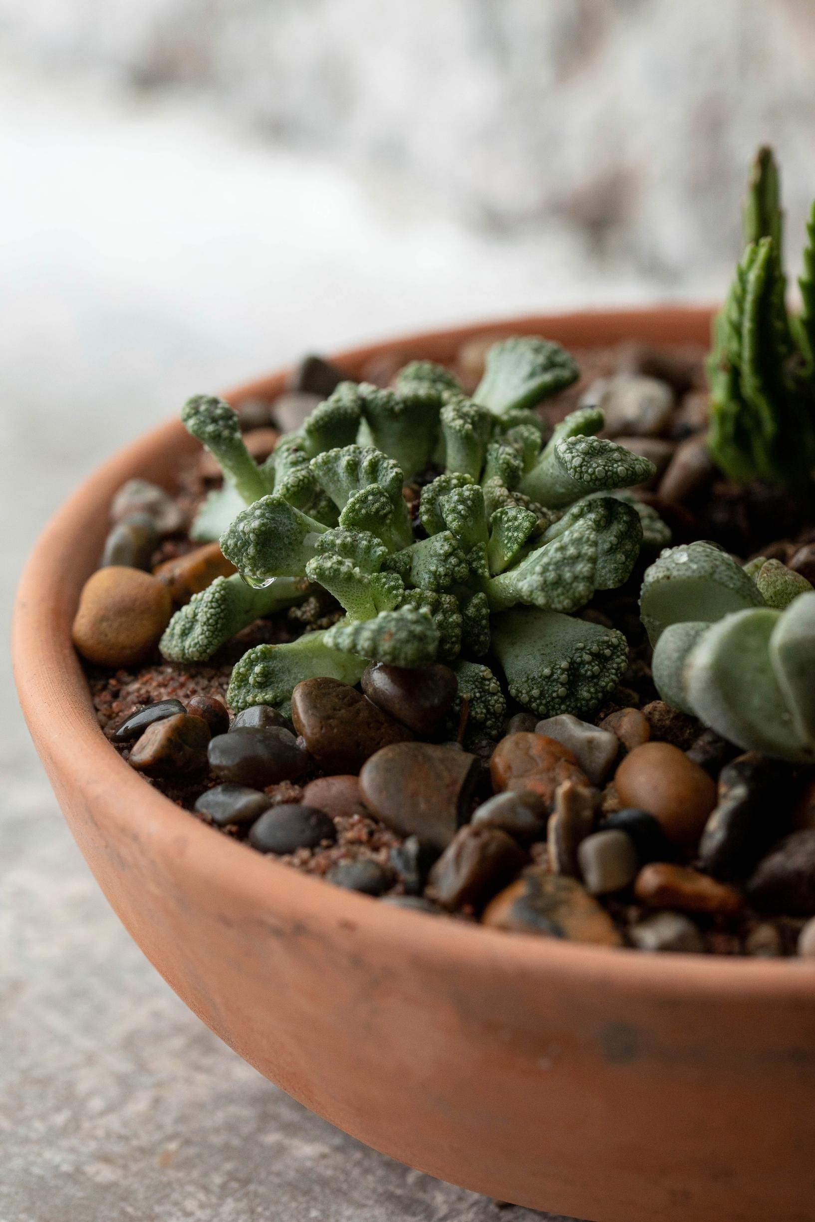 Titanopsis calcarea, joka tunnetaan myös nimellä betonilehti.