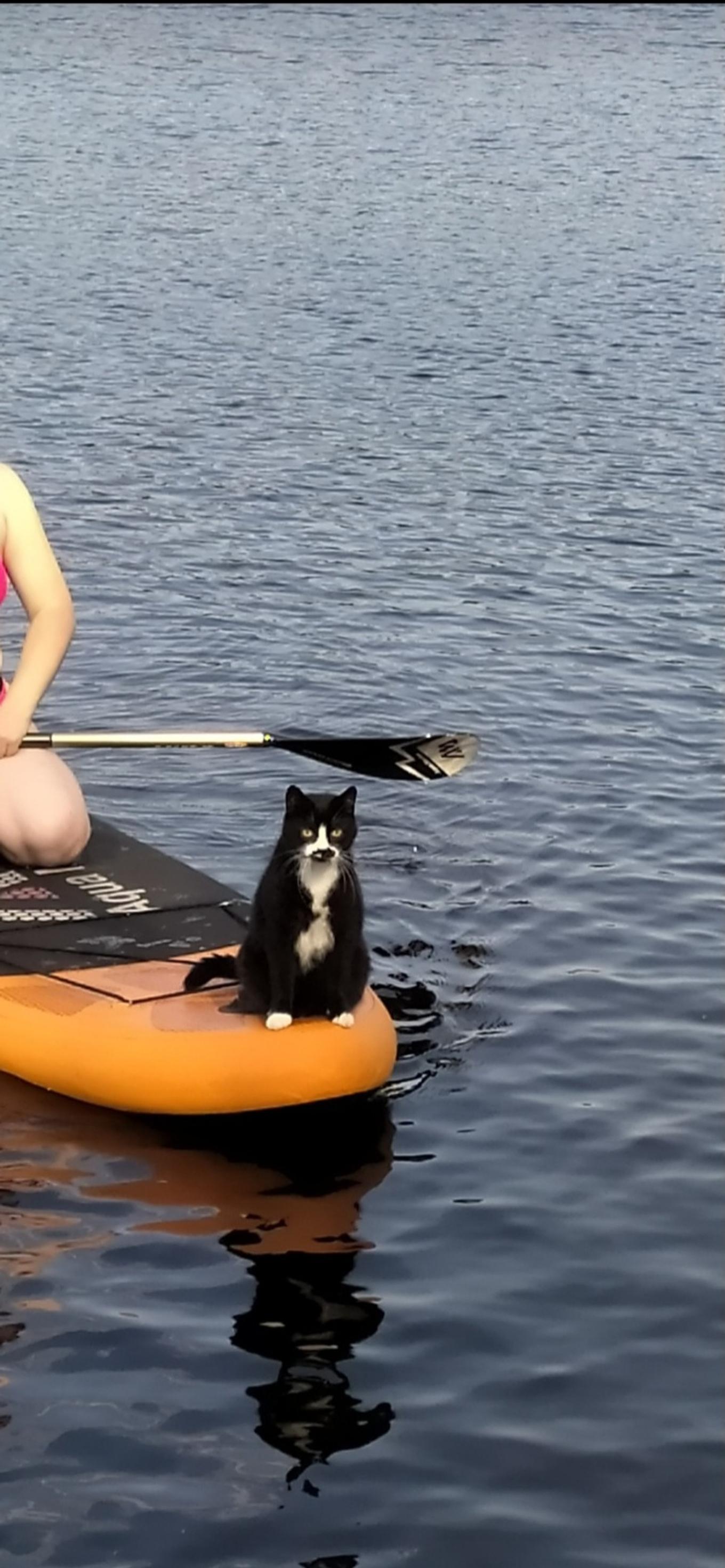 Tatu-kissa istuu järvellä menevän sup-laudan päässä, lautailija takana