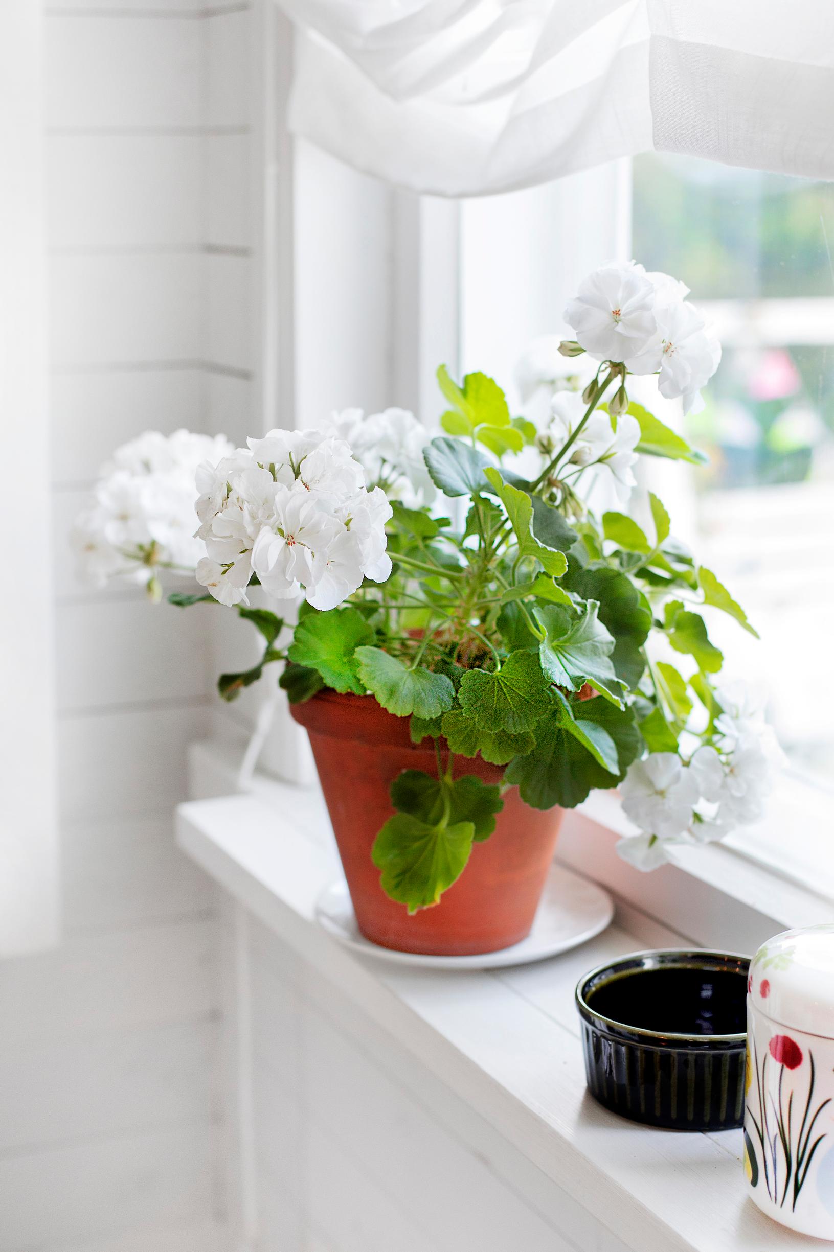 Oi ihana pelakuu! Mummolan ikkunalaudoilla kukkiva pelargoni on suosikkikesäkukka – ja nyt erityisen trendikäs!