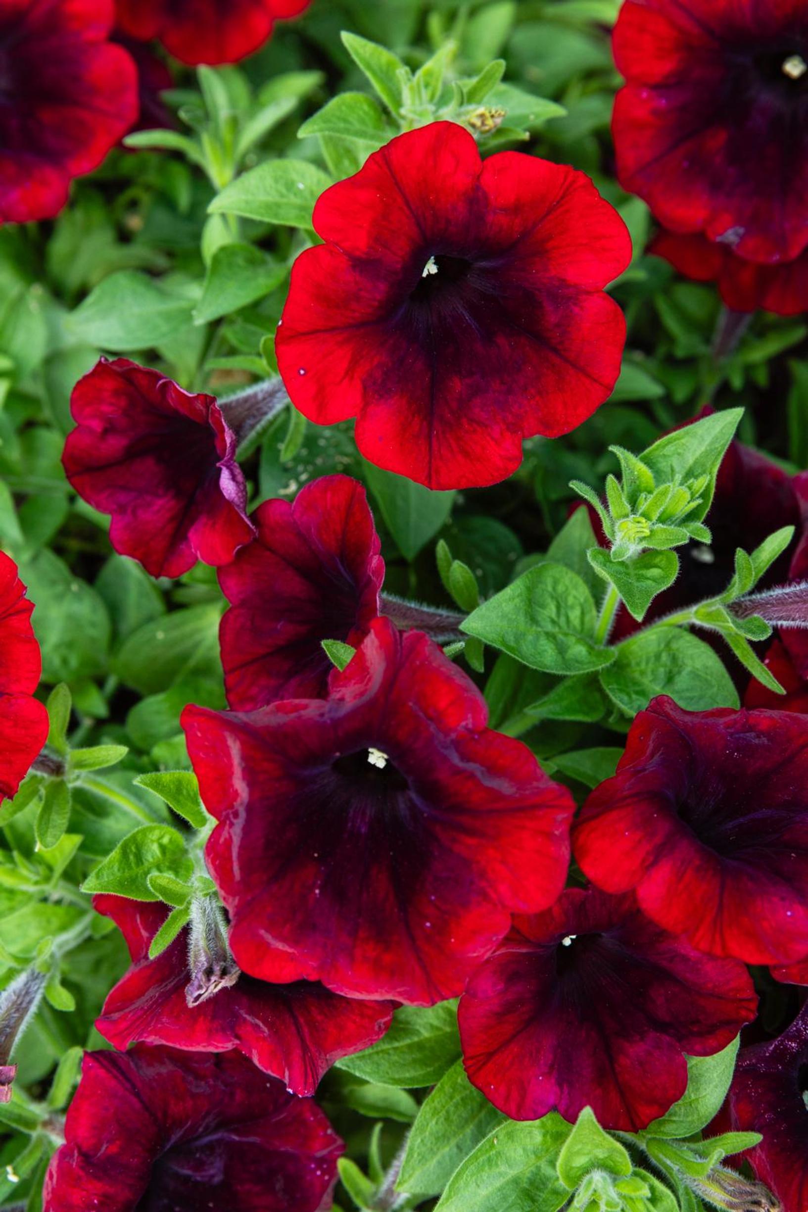 Punainen petunia