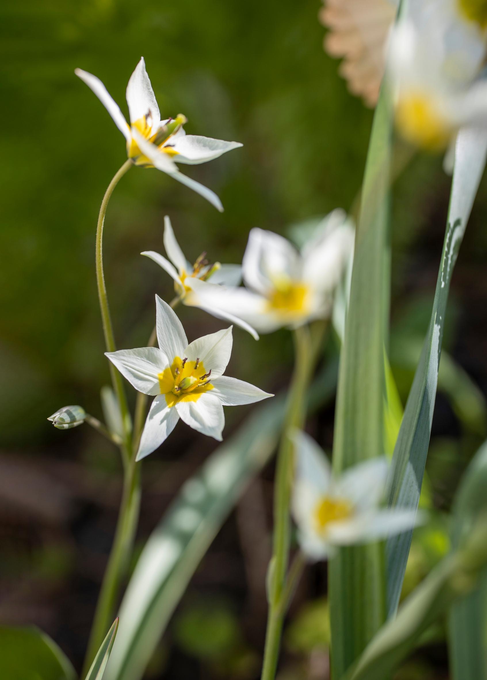 luonnontulppaanit: kääpiötulppaani