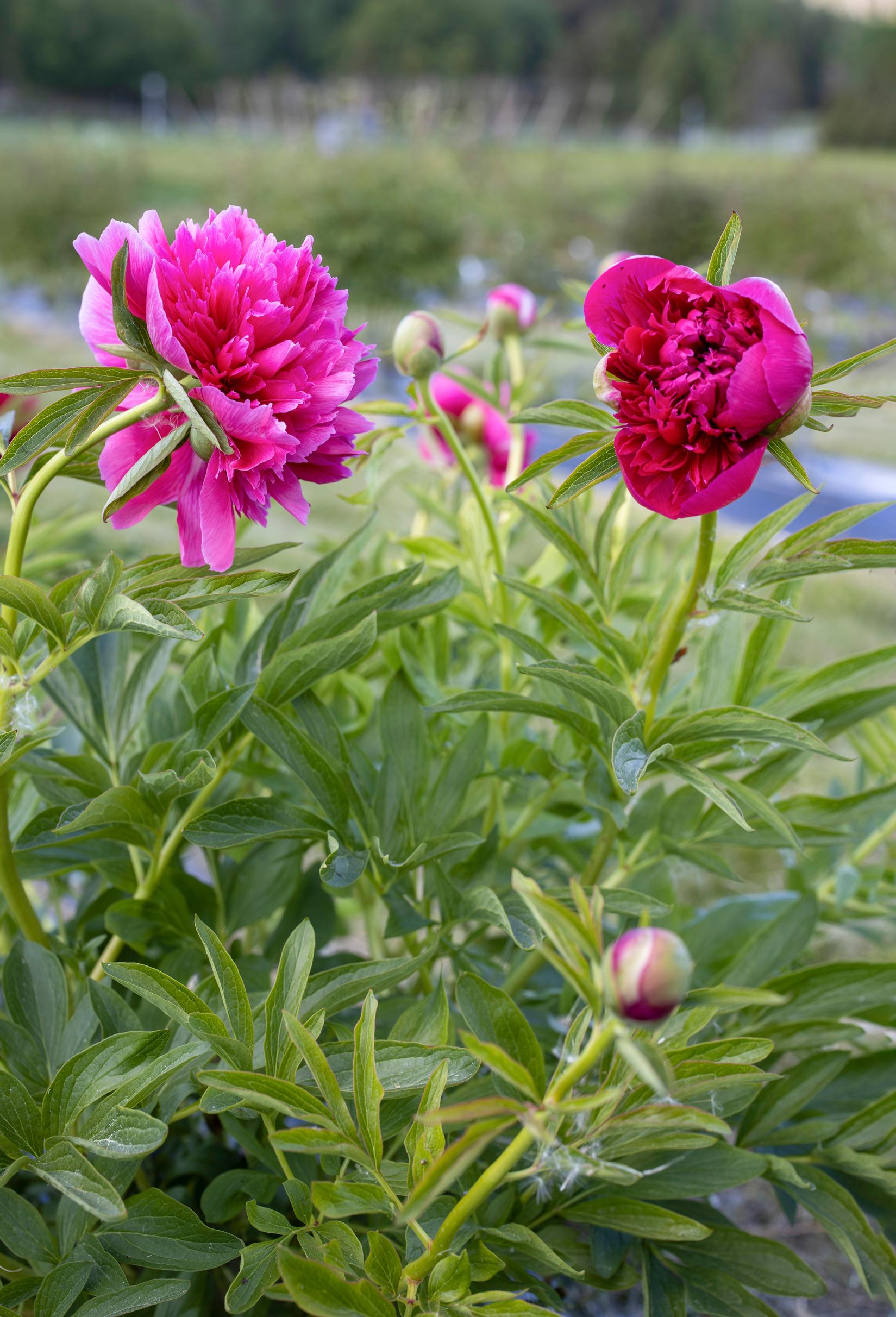 Tarhapioni ’Rosea Plena’ on ikivanha lajike.