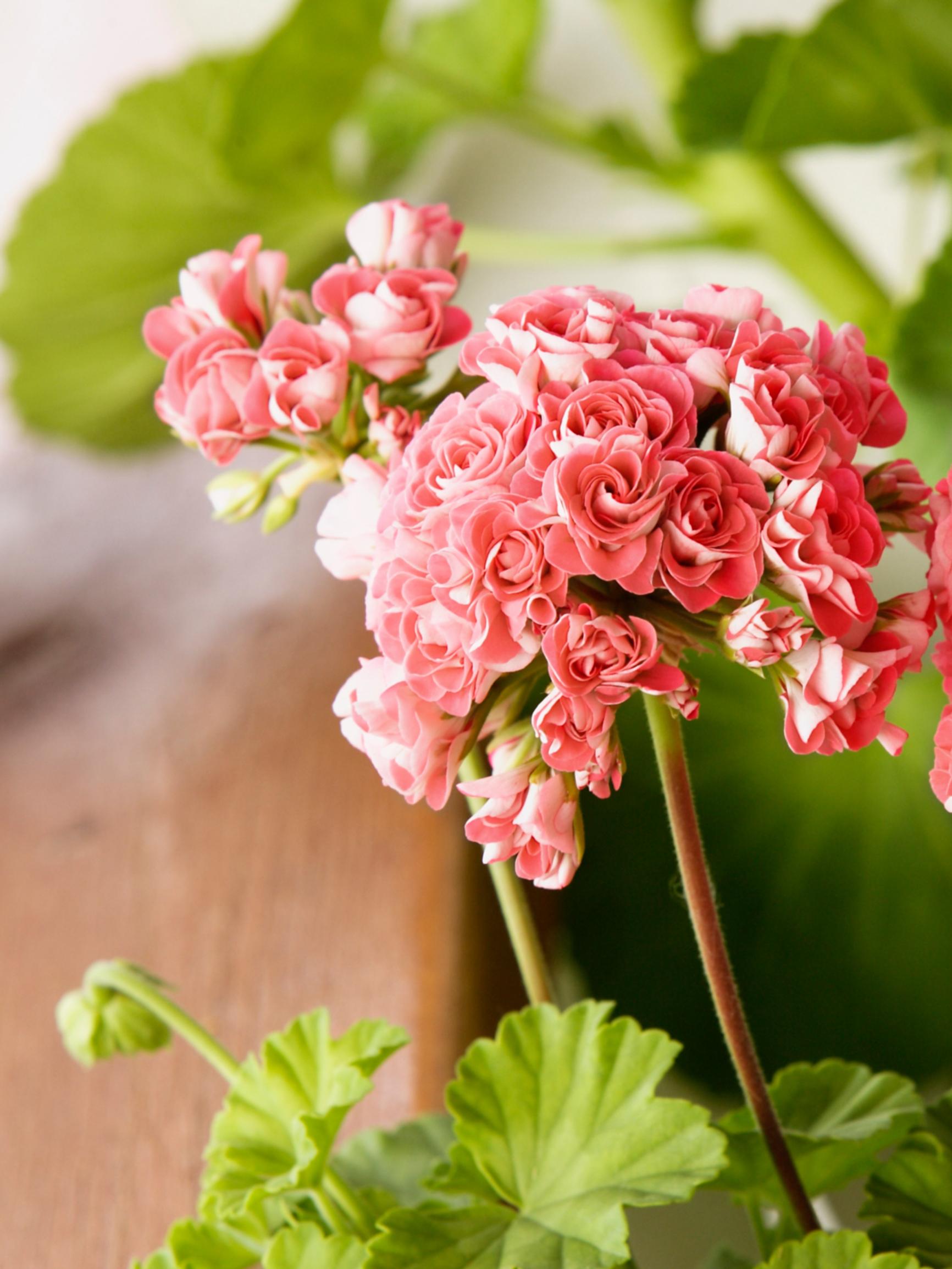 Mikä meni pieleen pelargonin talvetuksessa? Kasvitieteilijä vastaa
