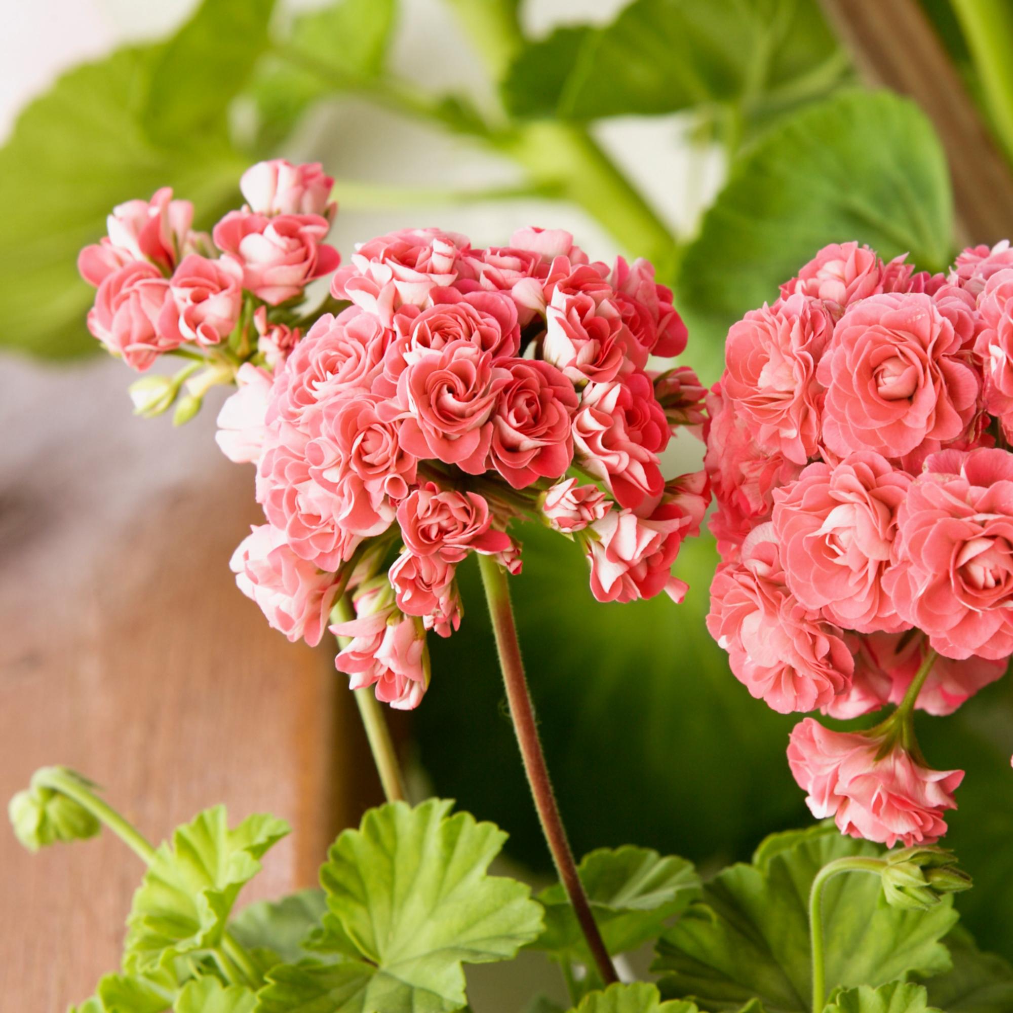 Mikä meni pieleen pelargonin talvetuksessa? Kasvitieteilijä vastaa