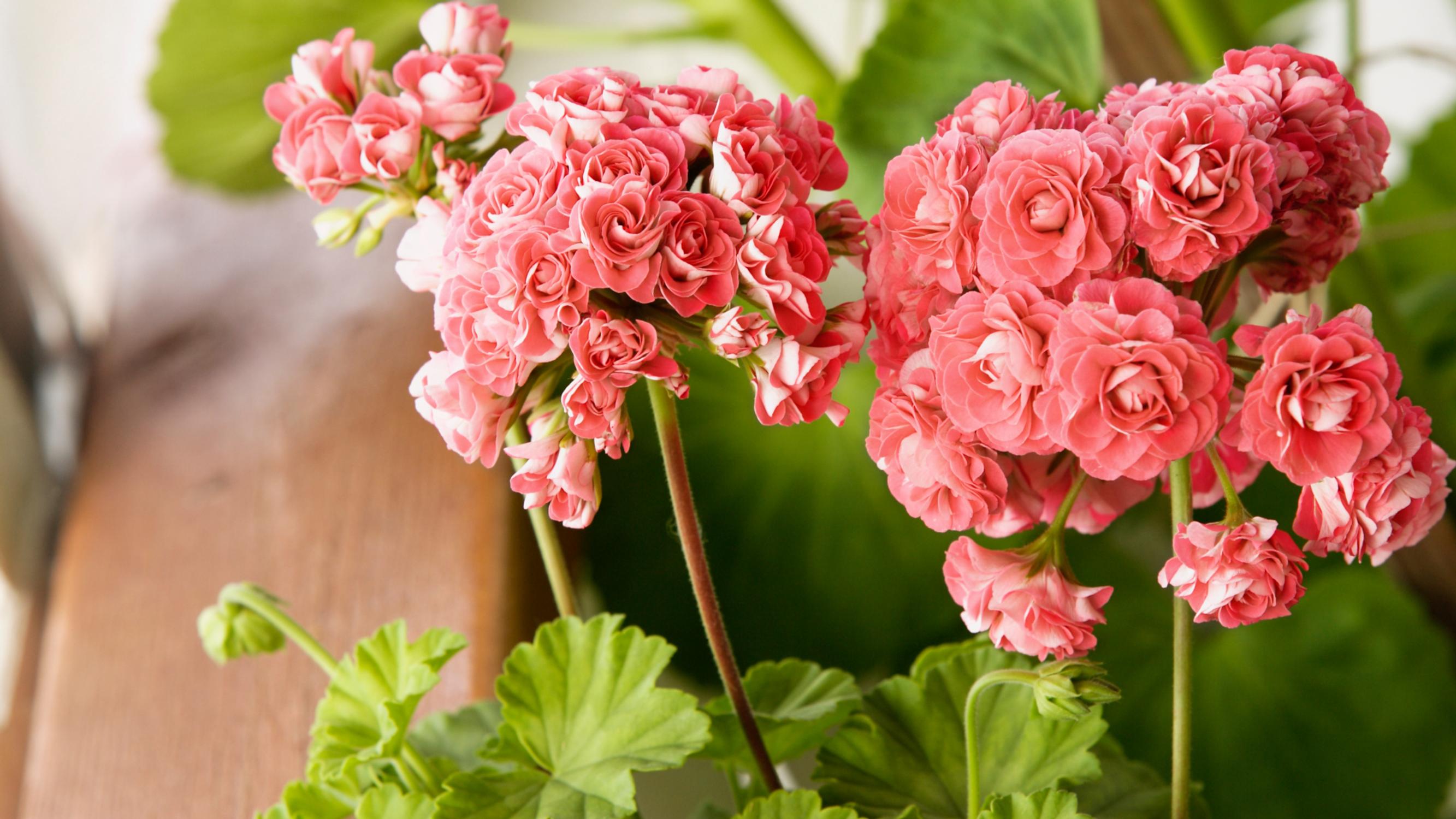 Mikä meni pieleen pelargonin talvetuksessa? Kasvitieteilijä vastaa
