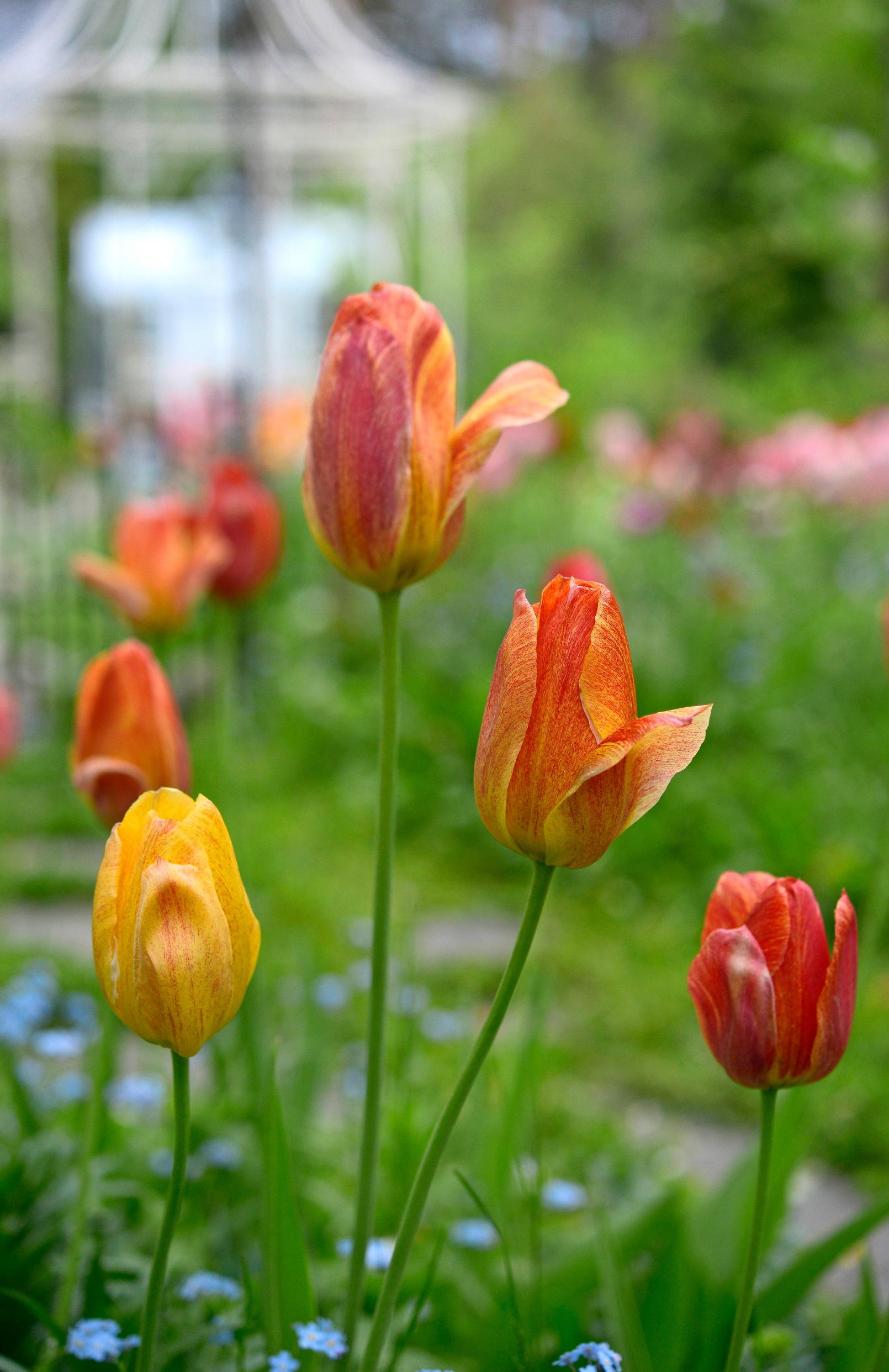 Oranssit tulppaanit.